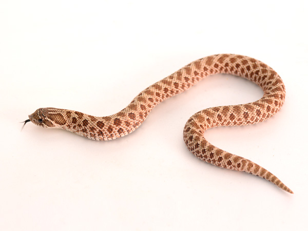 セイブ シシバナヘビ ♀ サムネイル02