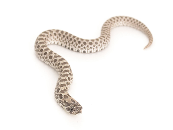 シシバナヘビ  “アザンティック” ♀
