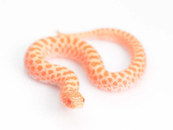 シシバナヘビ “レッドアルビノ” ♀ サムネイル01