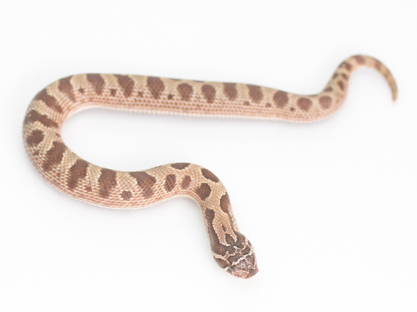 シシバナヘビ “アナコンダ” ♀ サムネイル02