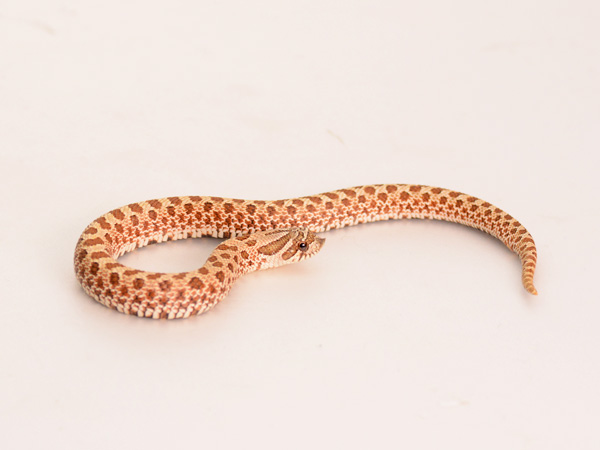 シシバナヘビ ノーマル PH 60% ラベンダー ♀  サムネイル01