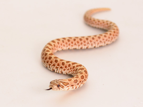 シシバナヘビ ノーマル PH 60% ラベンダー ♀ サムネイル02