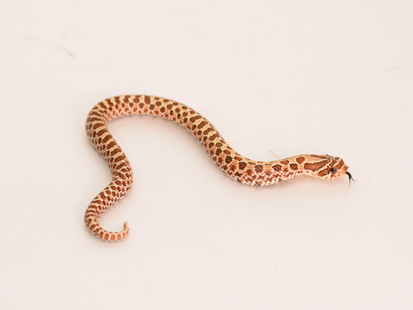 シシバナヘビ ノーマル DH スノー ♀ サムネイル02
