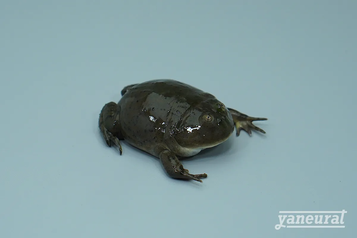 【f00170】バジェットフロッグ 01