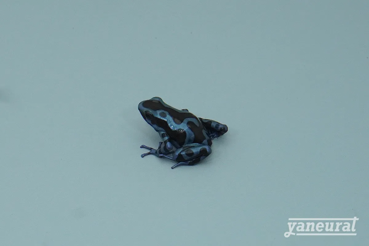 【f00260】マダラヤドクガエル スーパーブルー 01