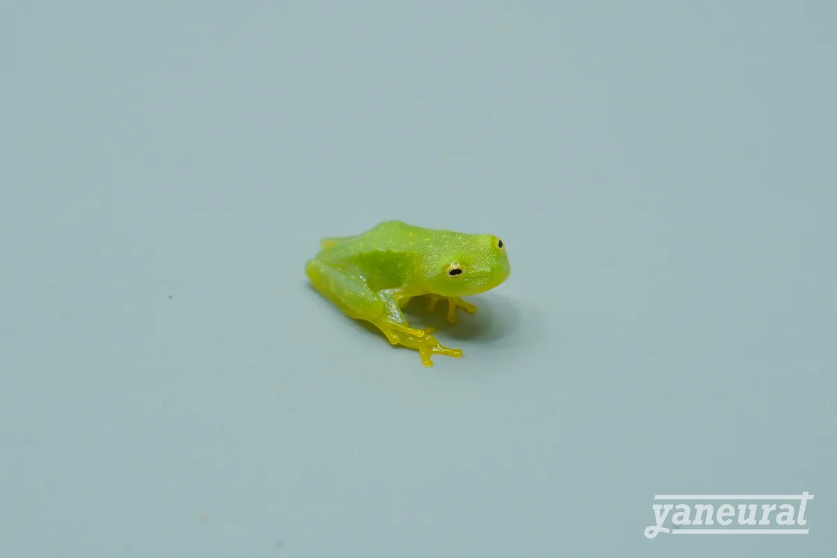 【f00310】フライシュマンアマガエルモドキ 01