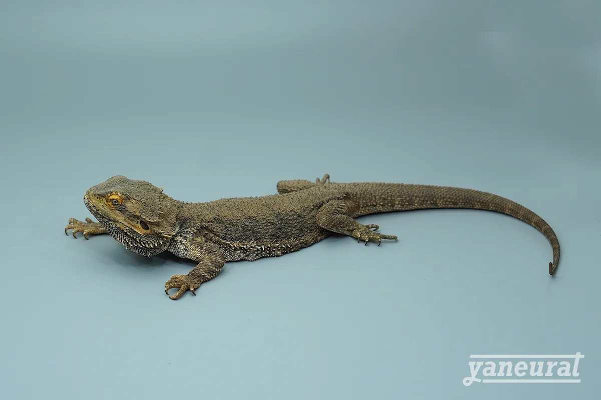 【l00451】フトアゴヒゲトカゲ ノーマル 01