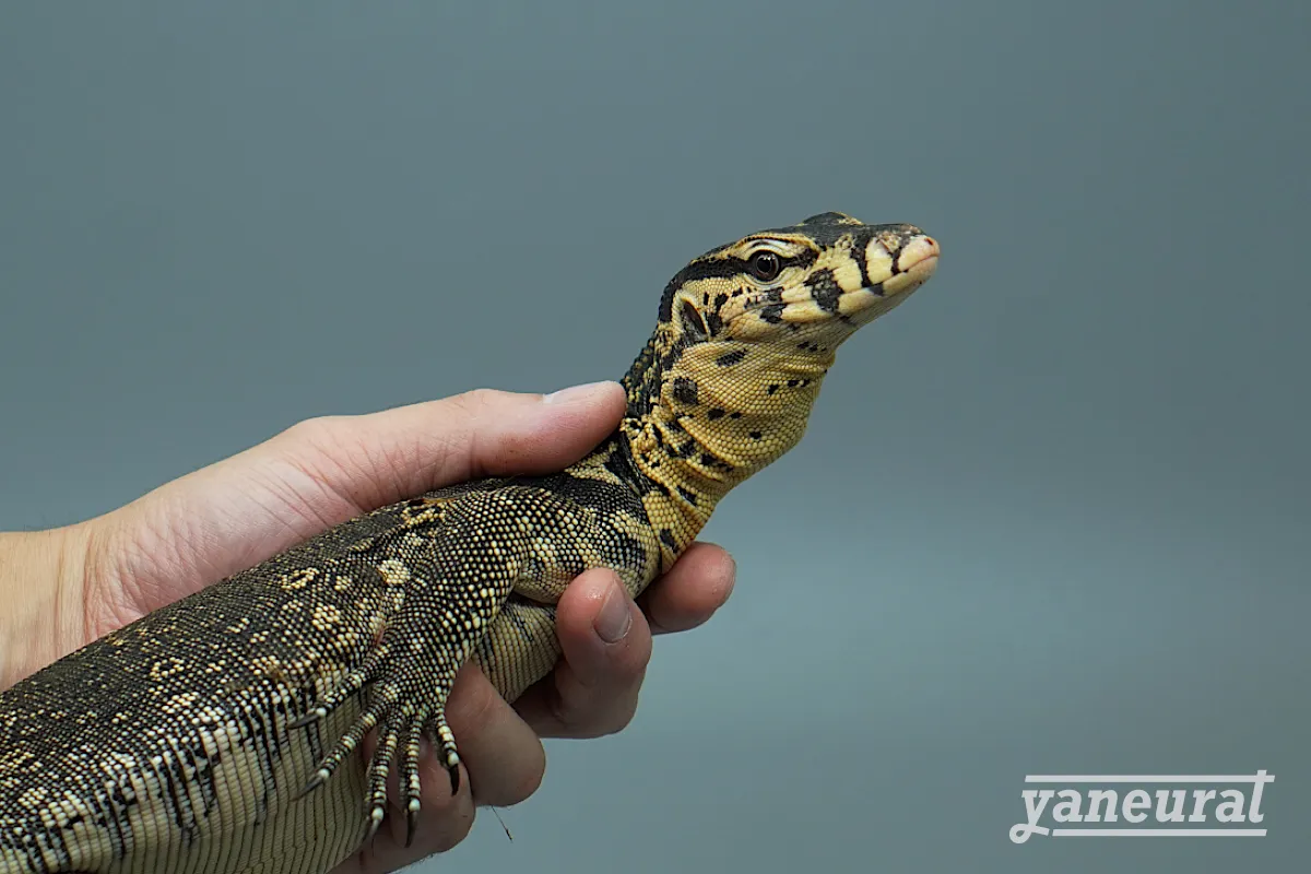 【l00481】サルバトールモニター スンバワ 02