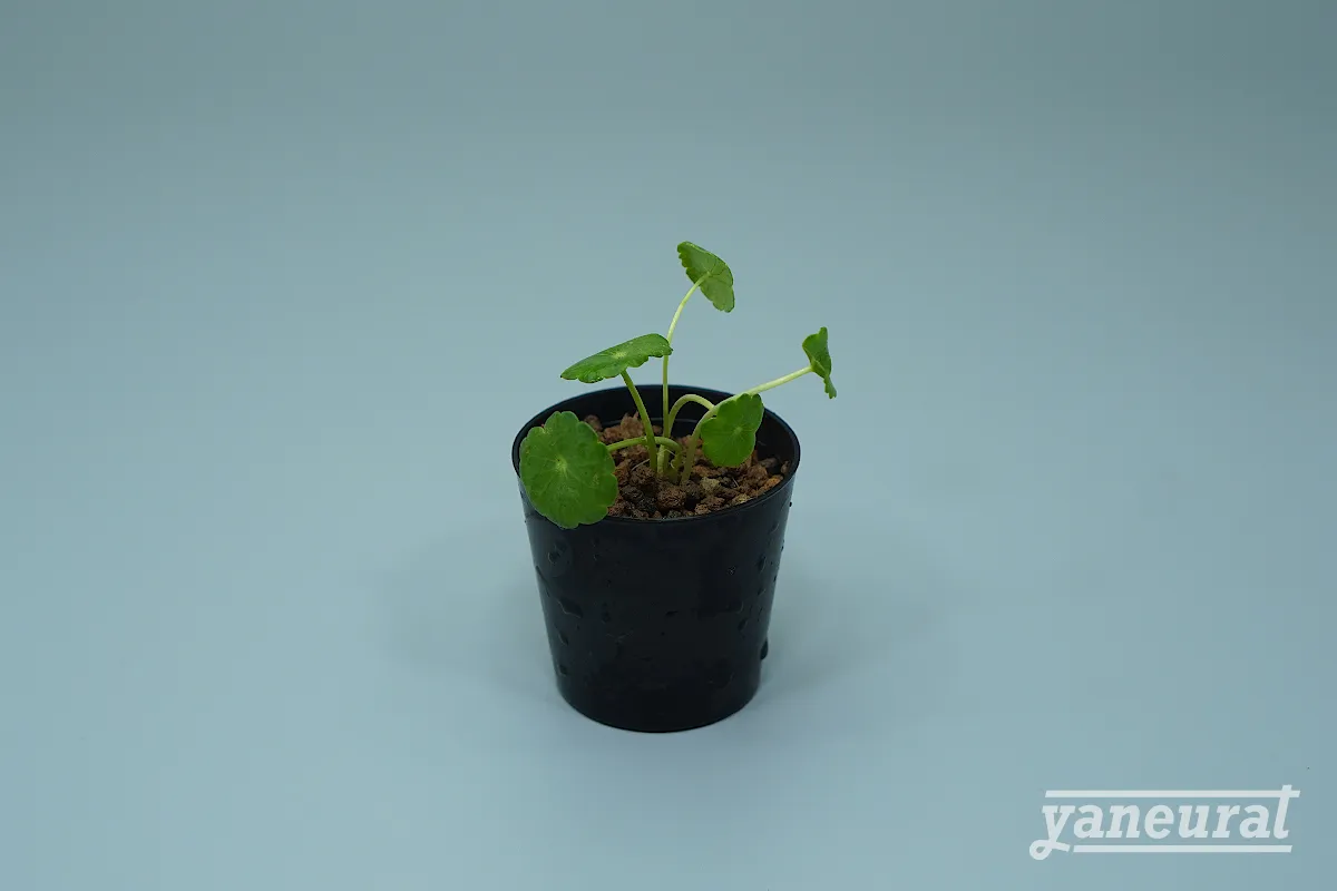 【p00100】ウォーターコイン 01