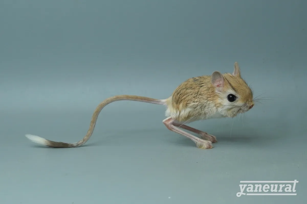 【r01802】ヒメミユビトビネズミ （レッサージェルボア） 01