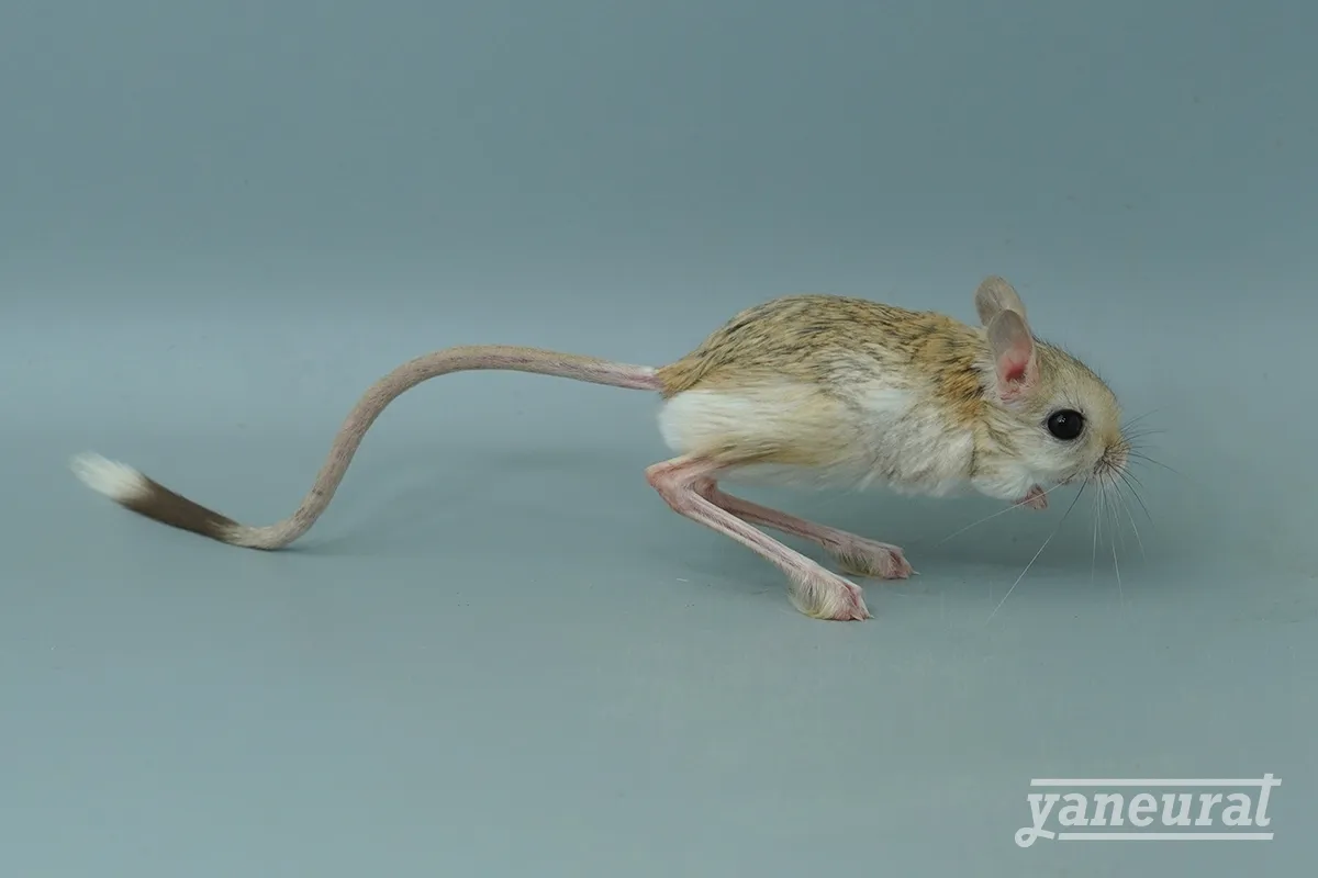 【r01841】ヒメミユビトビネズミ（レッサージェルボア） 01