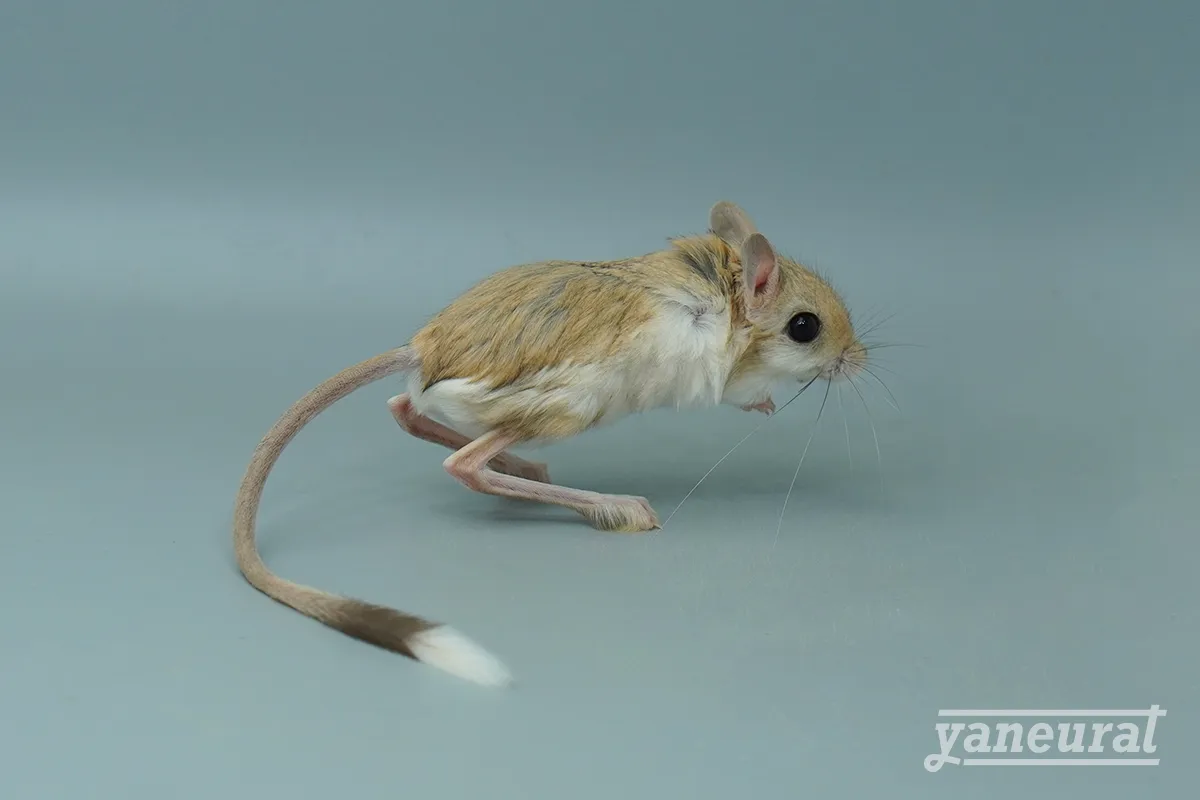 【r01852】ヒメミユビトビネズミ（レッサージェルボア） 01