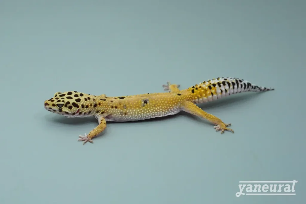 【g03472】レオパードゲッコー エメリン 01