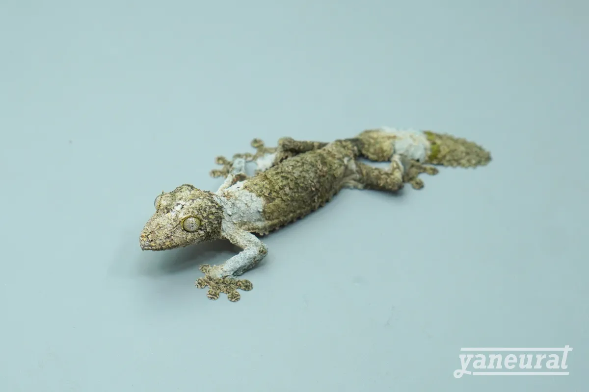 【g03662】ヤマビタイへラオヤモリ 01