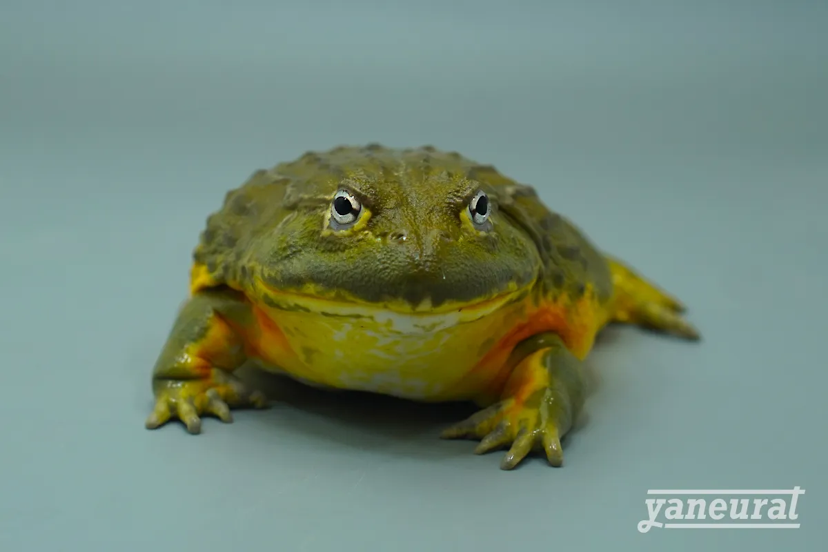 【f00350】アフリカウシガエル 01
