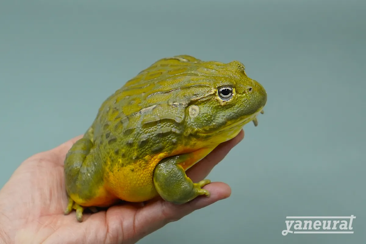 【f00350】アフリカウシガエル 02