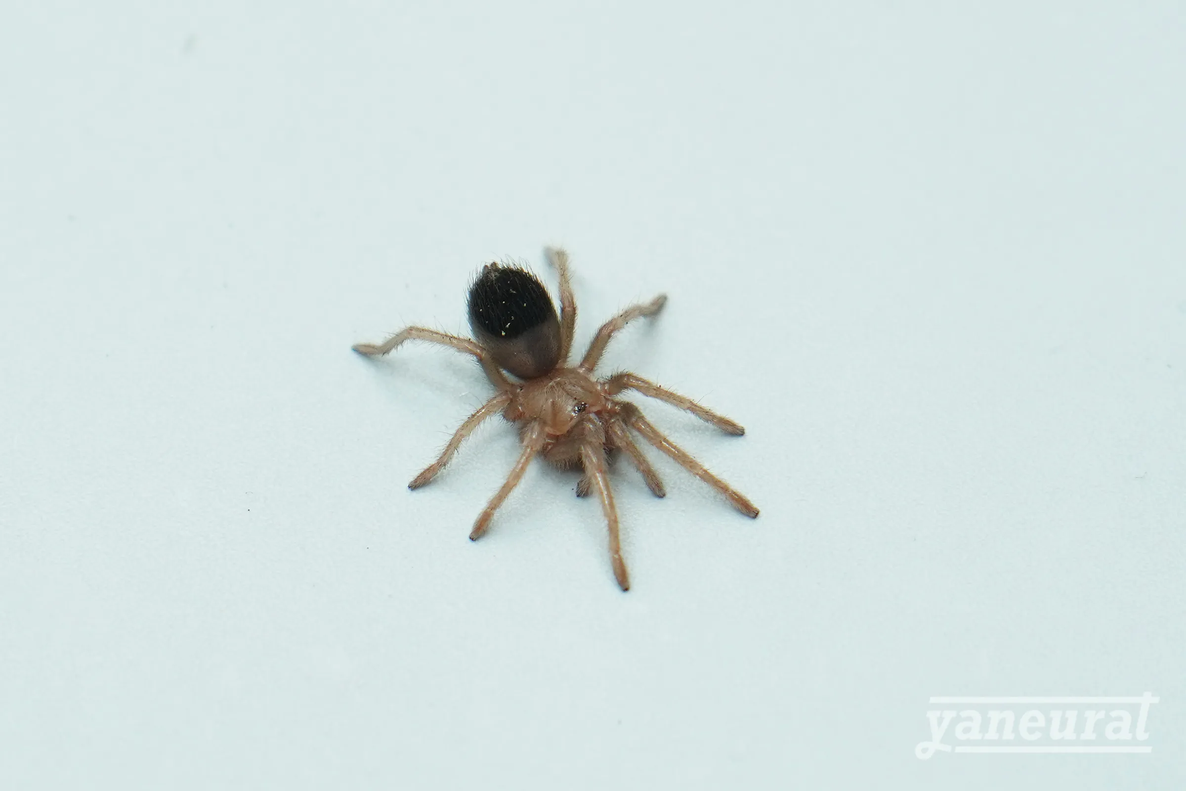 【i00180】メキシカンゴールデンレッドランプ タランチュラ 01