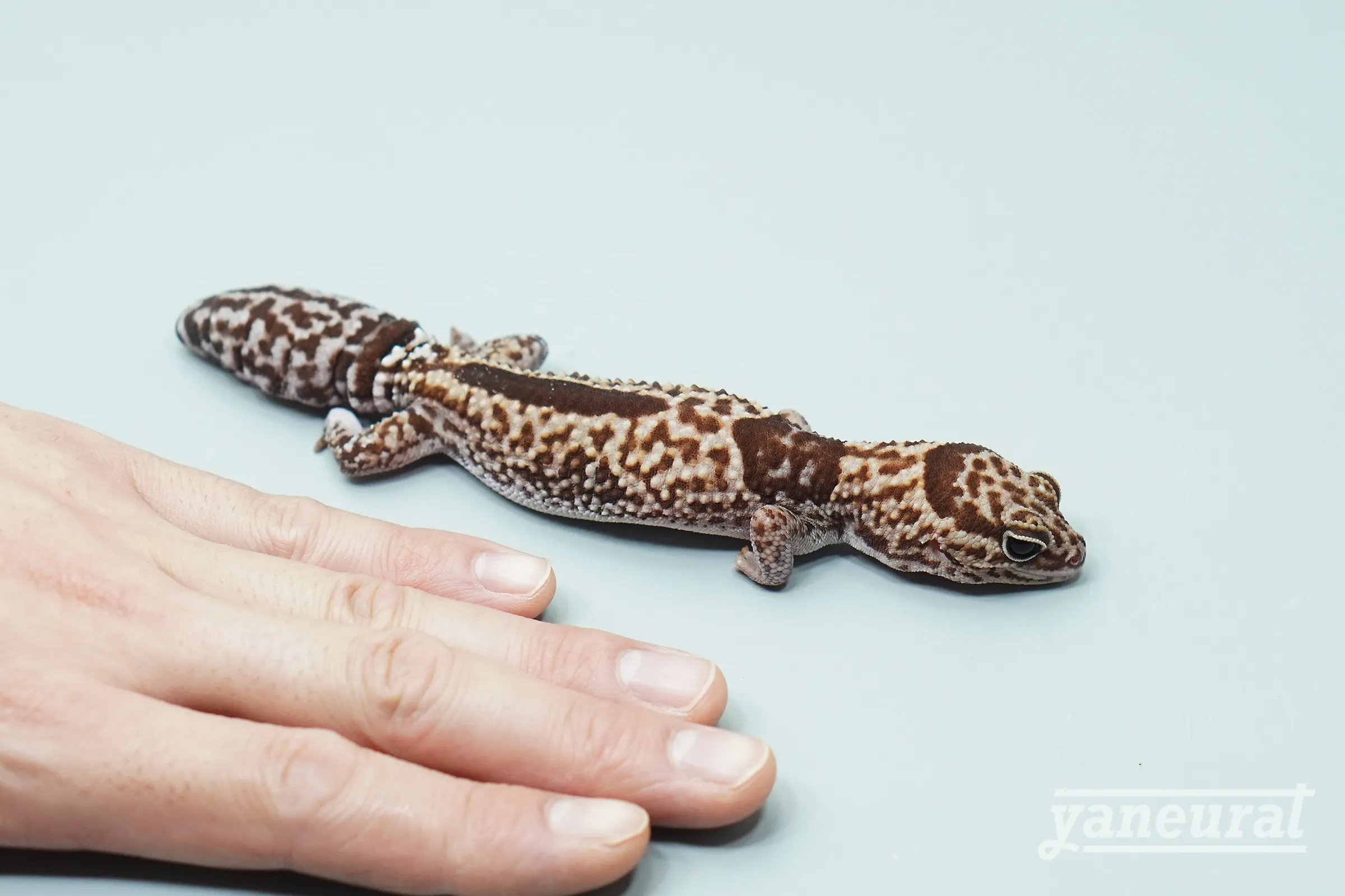 【g04002】ニシアフリカトカゲモドキ ホワイトアウトhetアメル 02