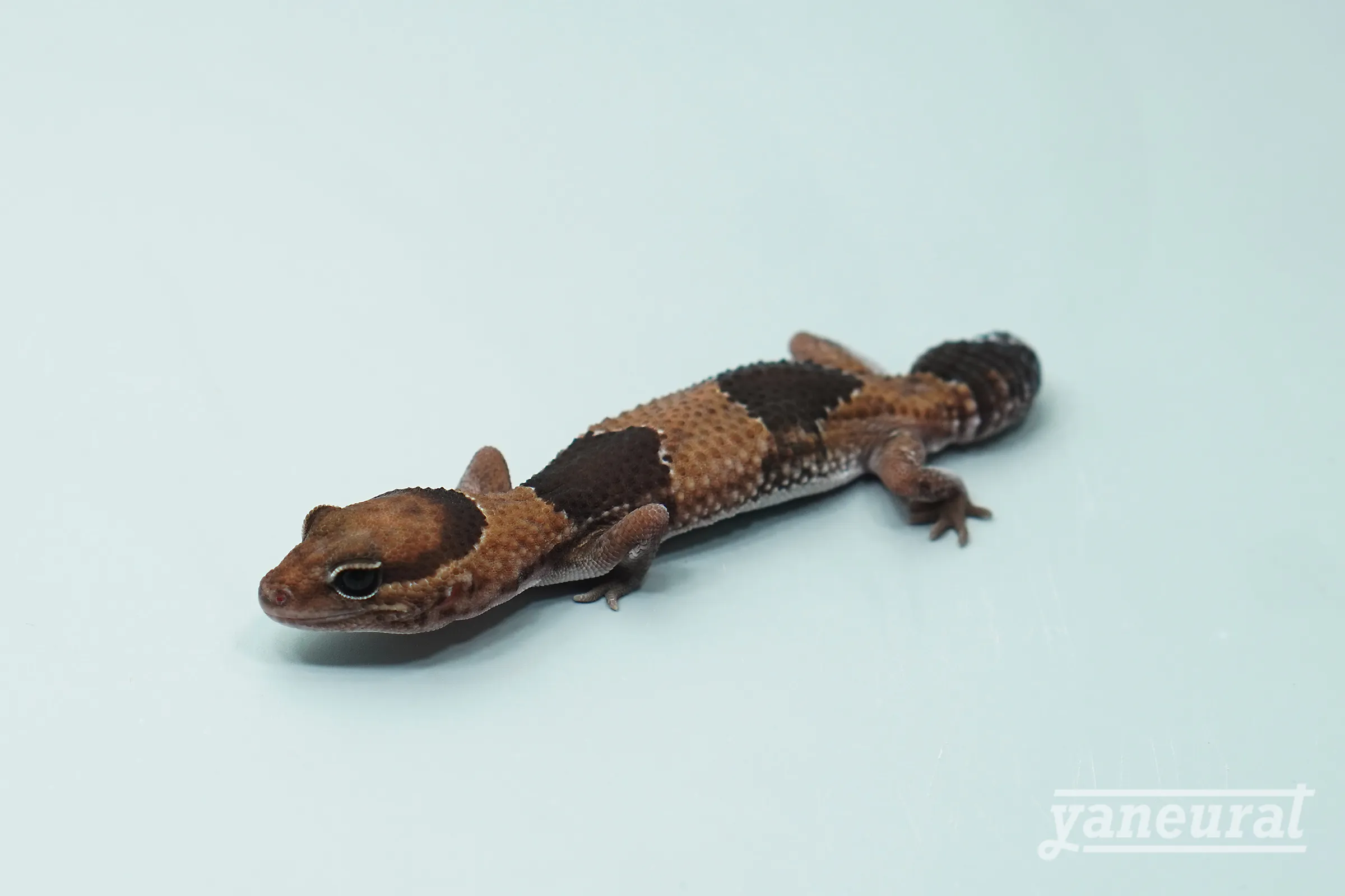 【g04022】ニシアフリカトカゲモドキ ノーマルhetラキビノ 01