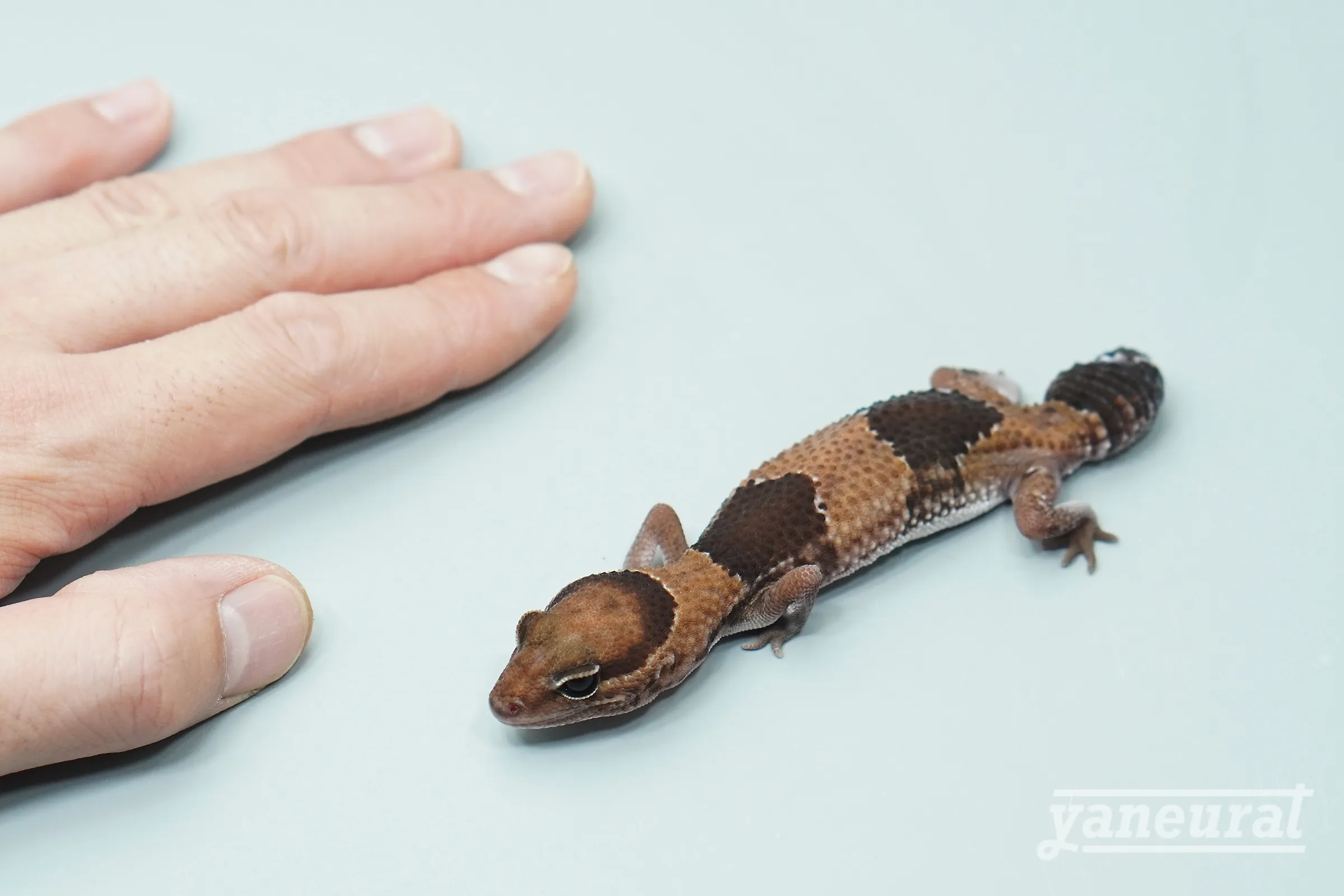 【g04022】ニシアフリカトカゲモドキ ノーマルhetラキビノ 02