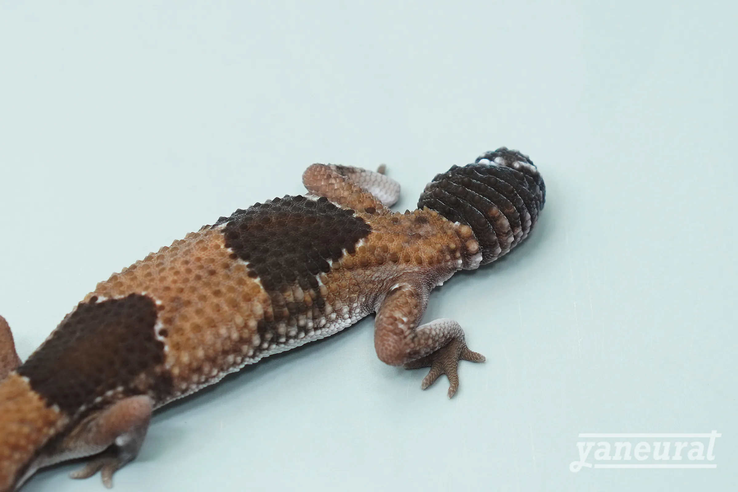 【g04022】ニシアフリカトカゲモドキ ノーマルhetラキビノ 03