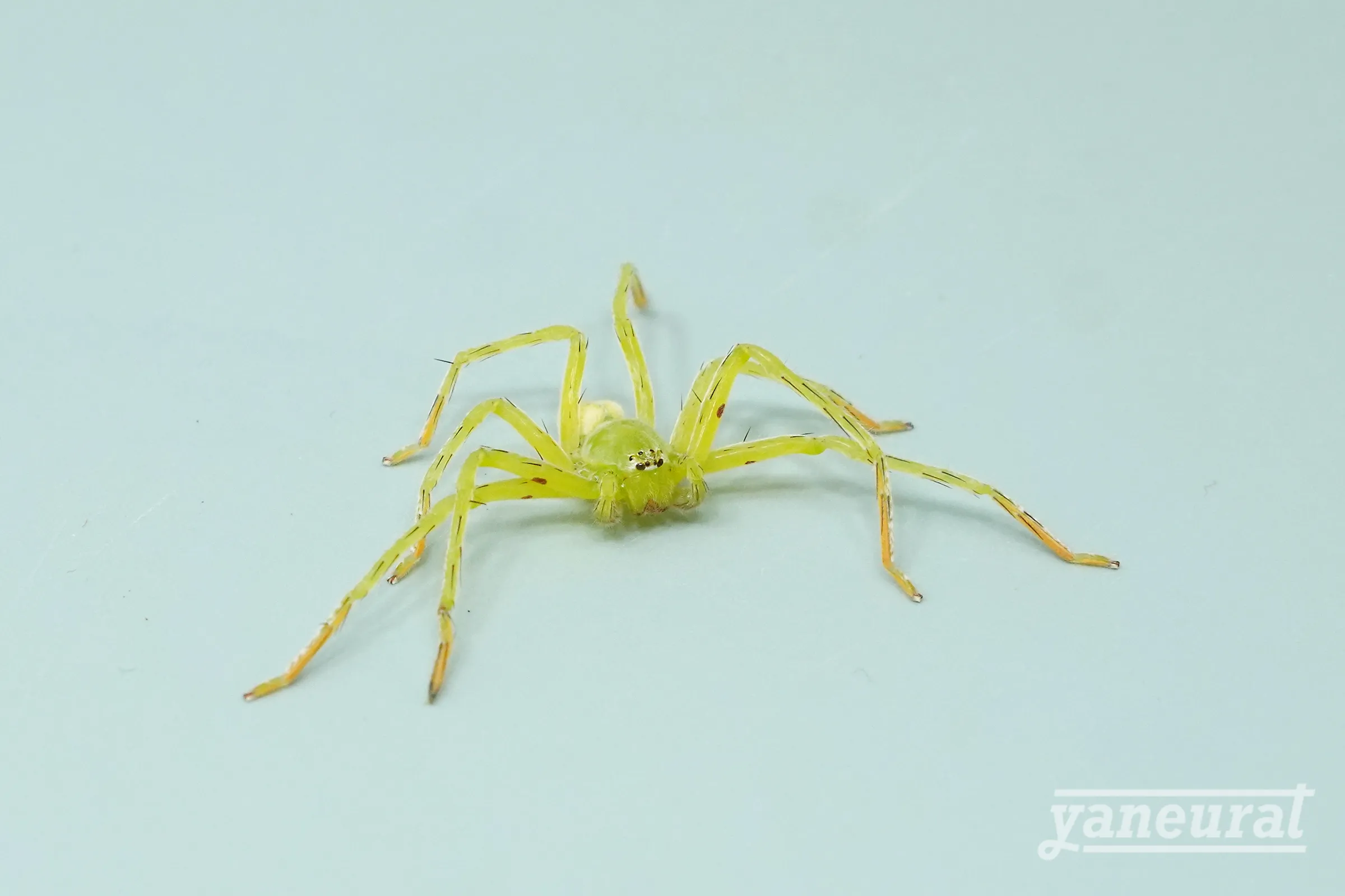 【i00230】グラスハンツマン グリーン 01