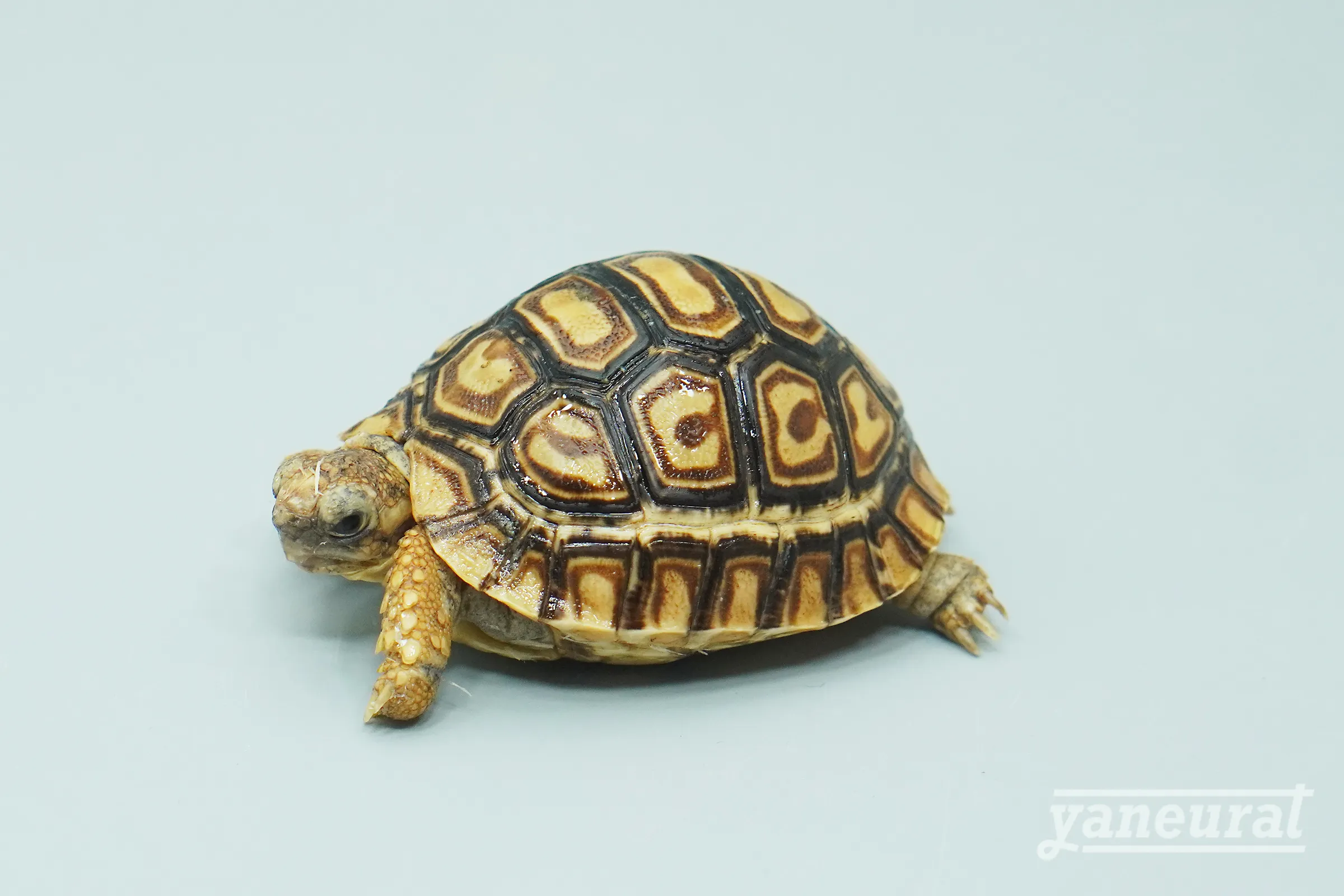 【t00410】ヒョウモンガメ 01