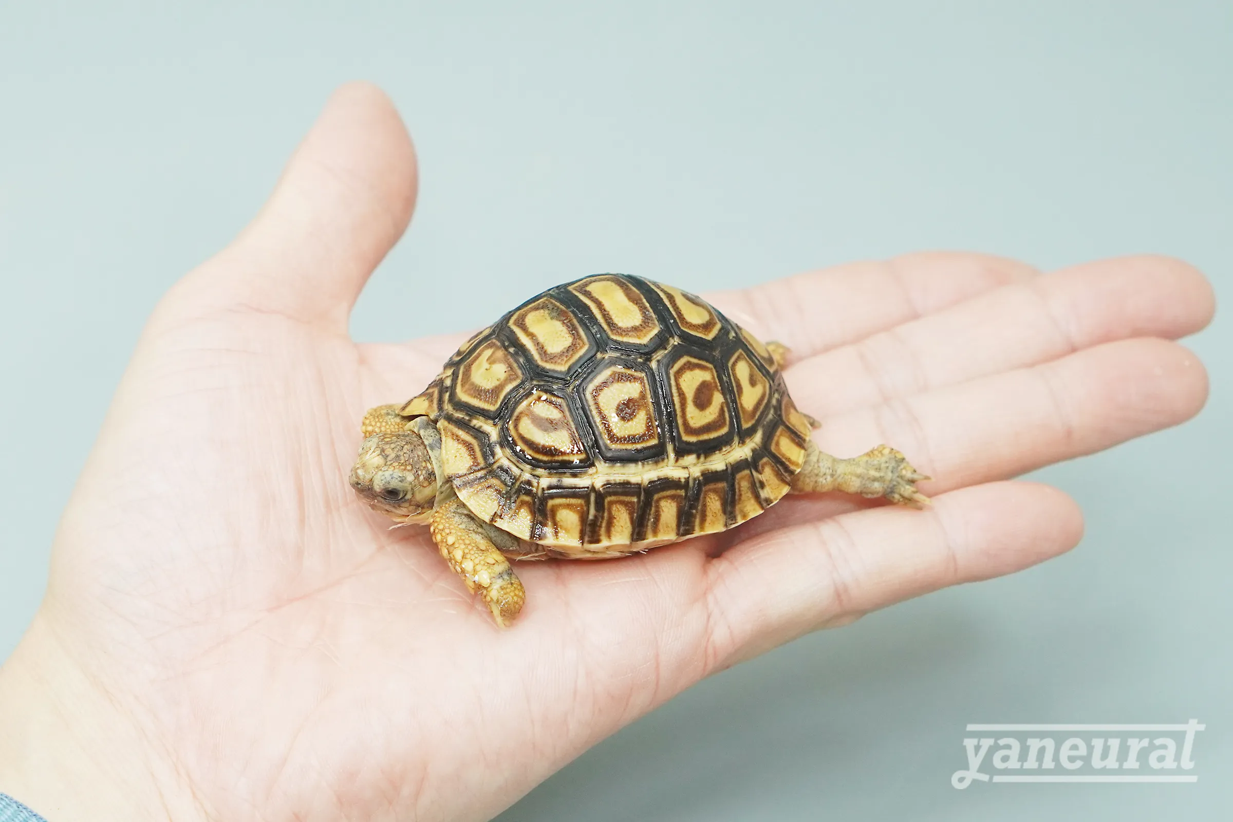 【t00410】ヒョウモンガメ 02