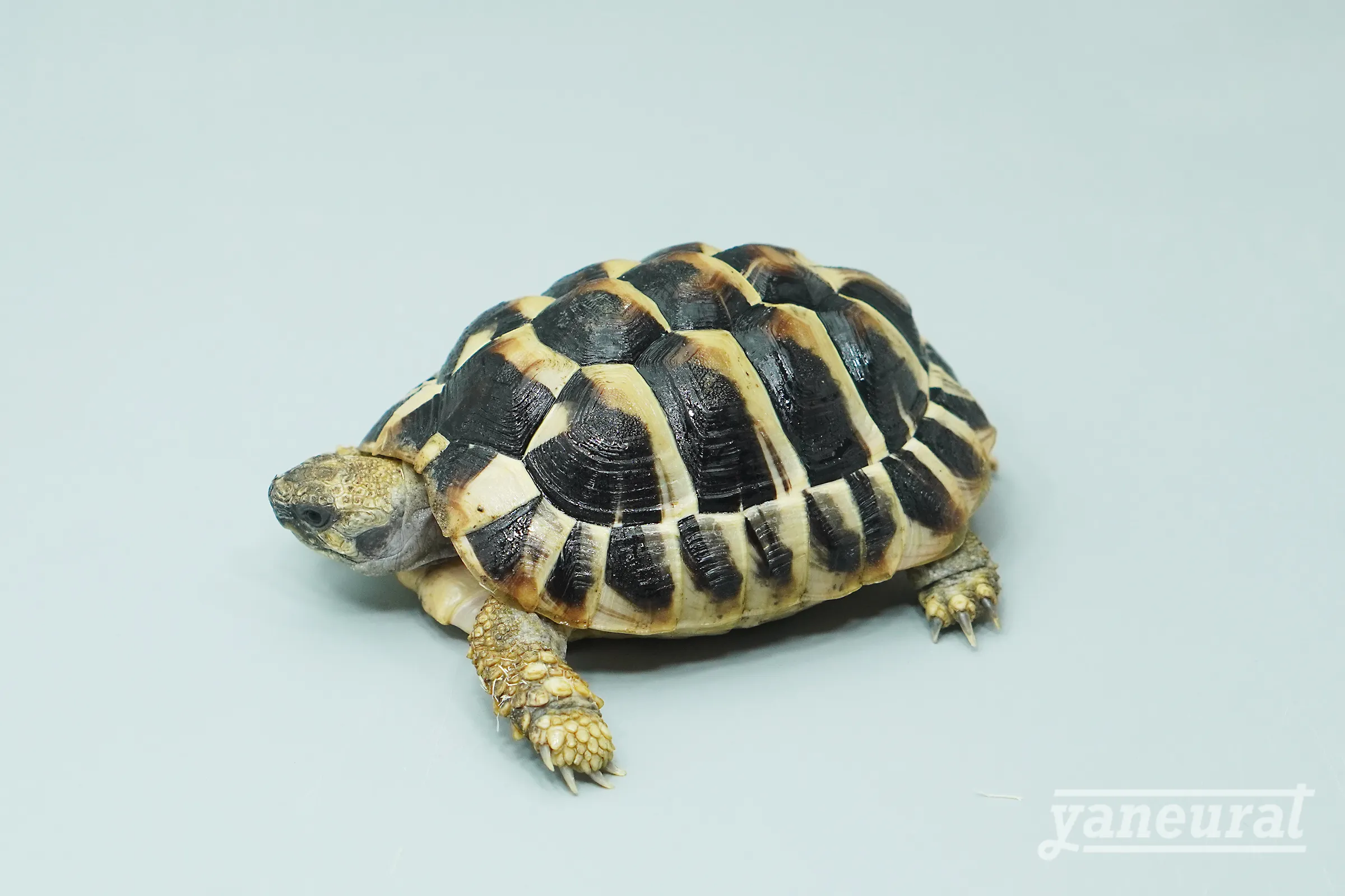 【t00420】ヒガシヘルマンリクガメ 01