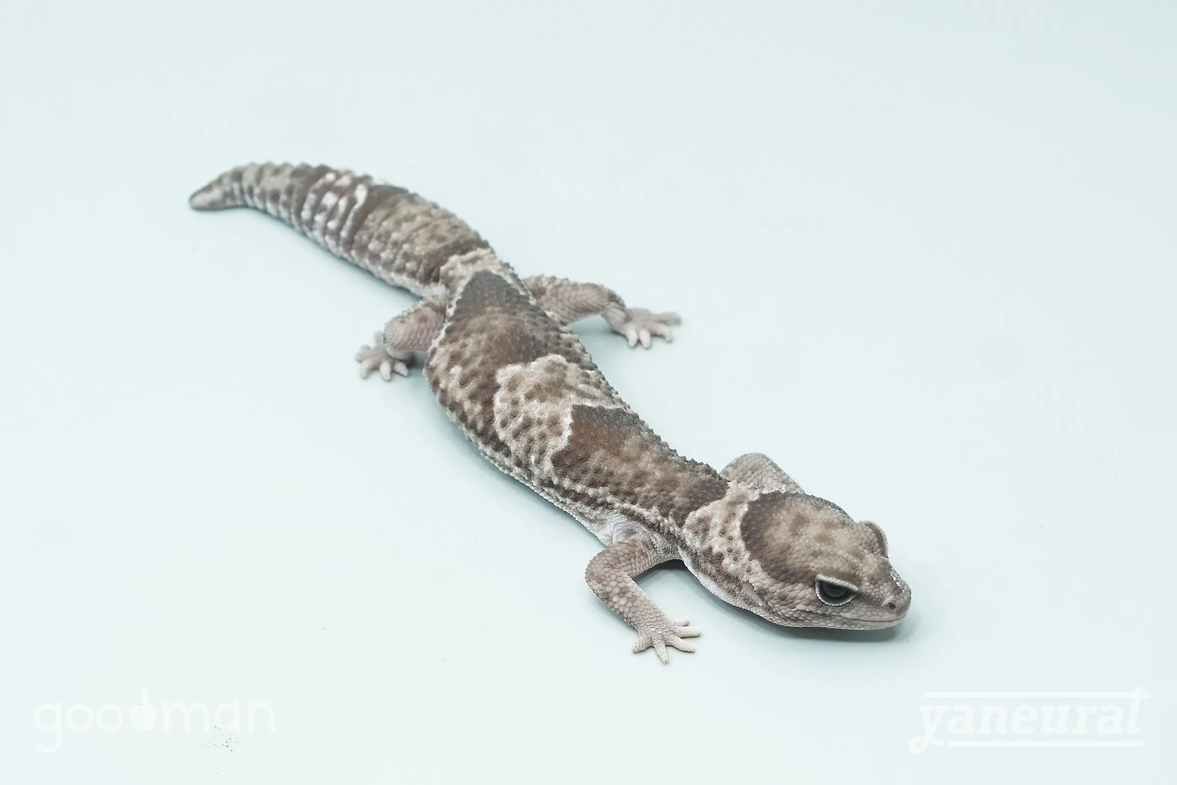 【g04242】ニシアフリカトカゲモドキ オレオhet.パターンレスphet.ゴースト 01