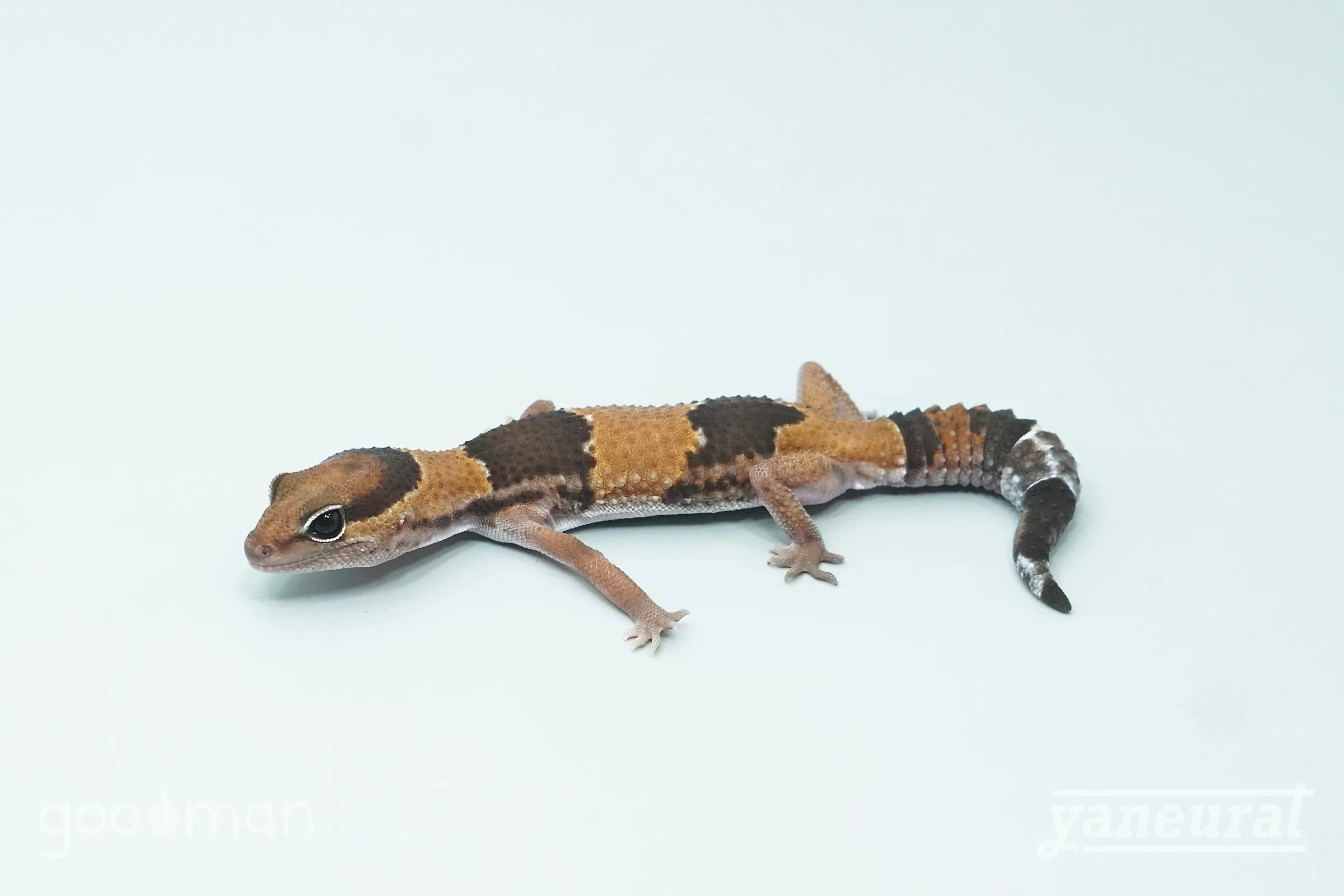 【g04272】ニシアフリカトカゲモドキ ノーマルhet.キャラメル 01