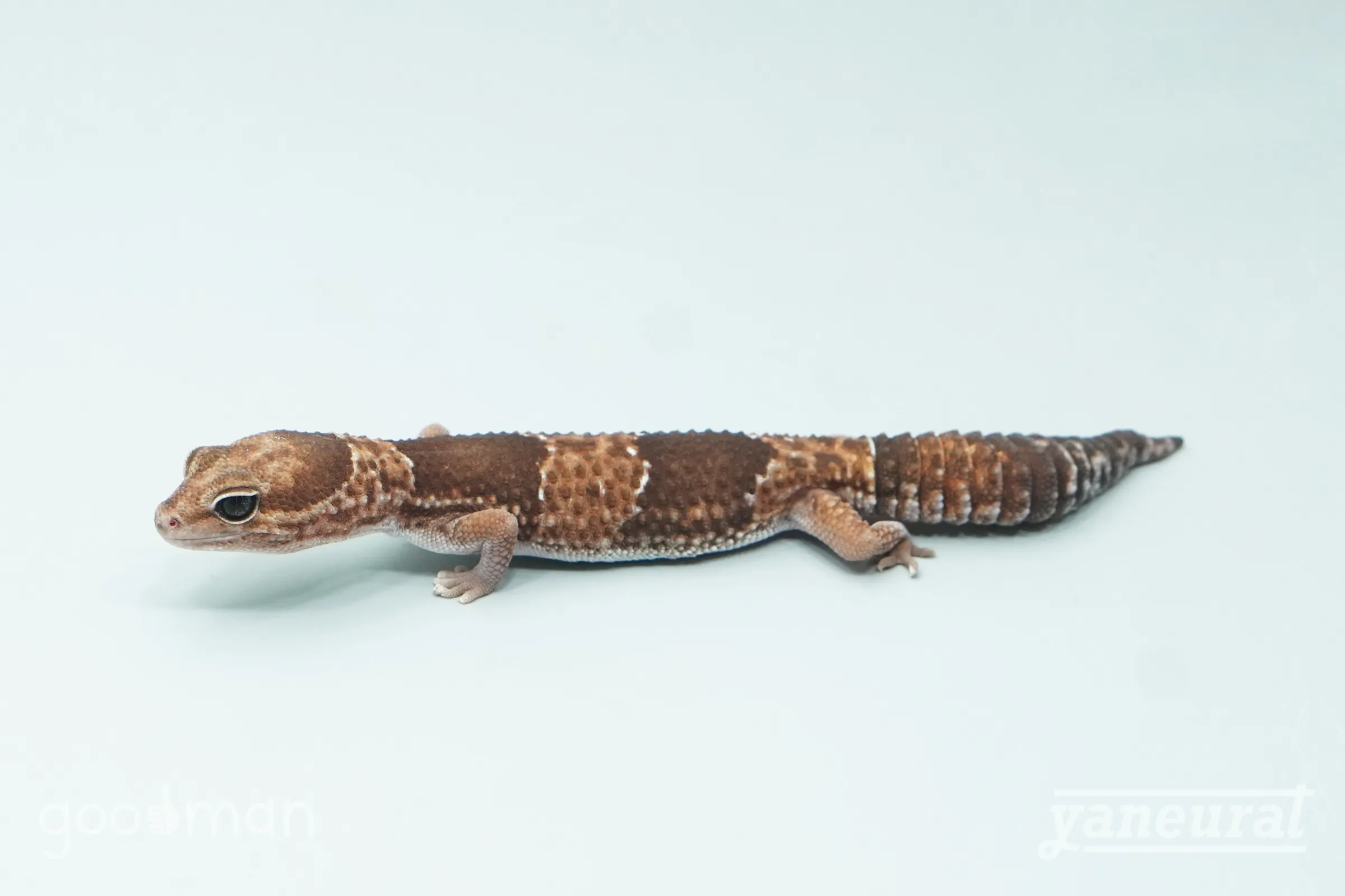【g04282】ニシアフリカトカゲモドキ ノーマル 01