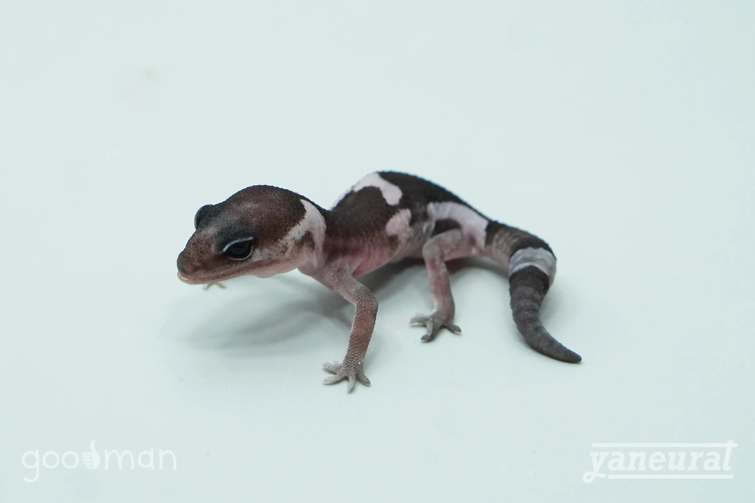 【g04290】ニシアフリカトカゲモドキ オレオ 01