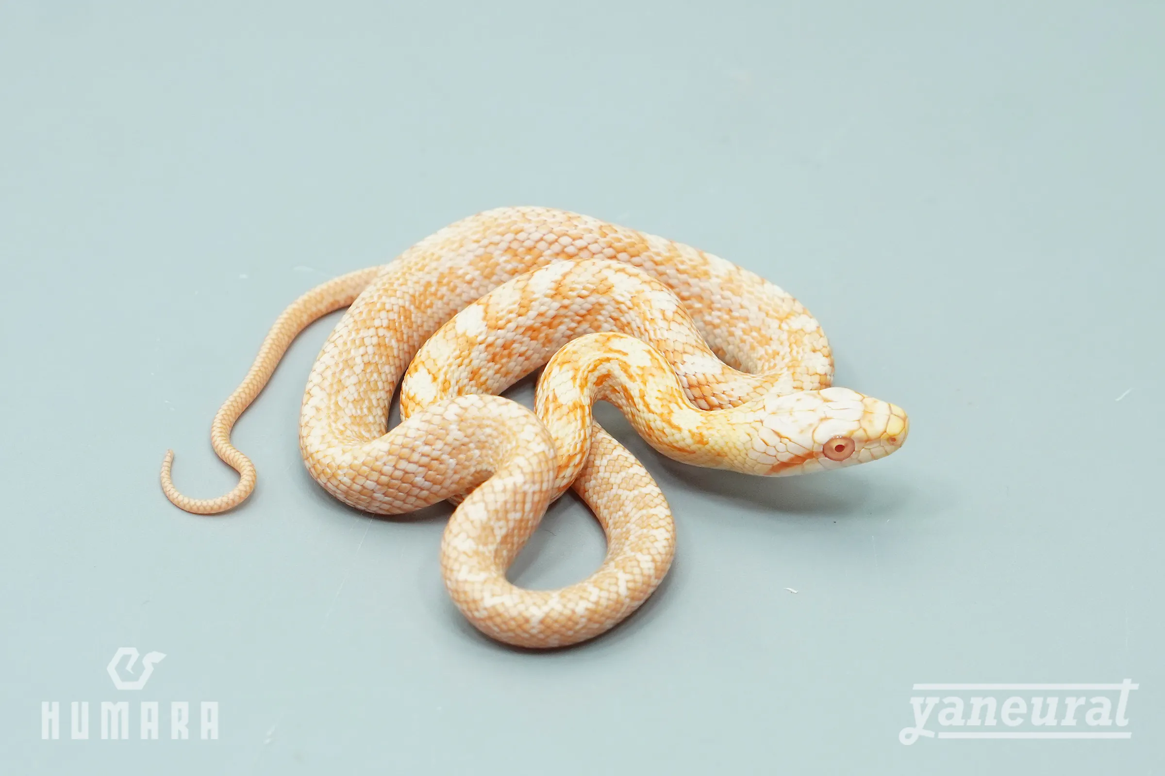 【s12482】アオダイショウ アルビノ 01