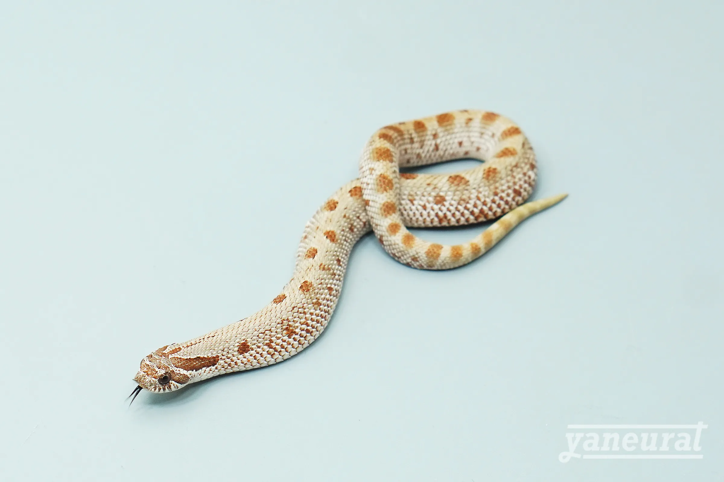 【s12231】シシバナヘビ アナコンダhetアザンティック 01