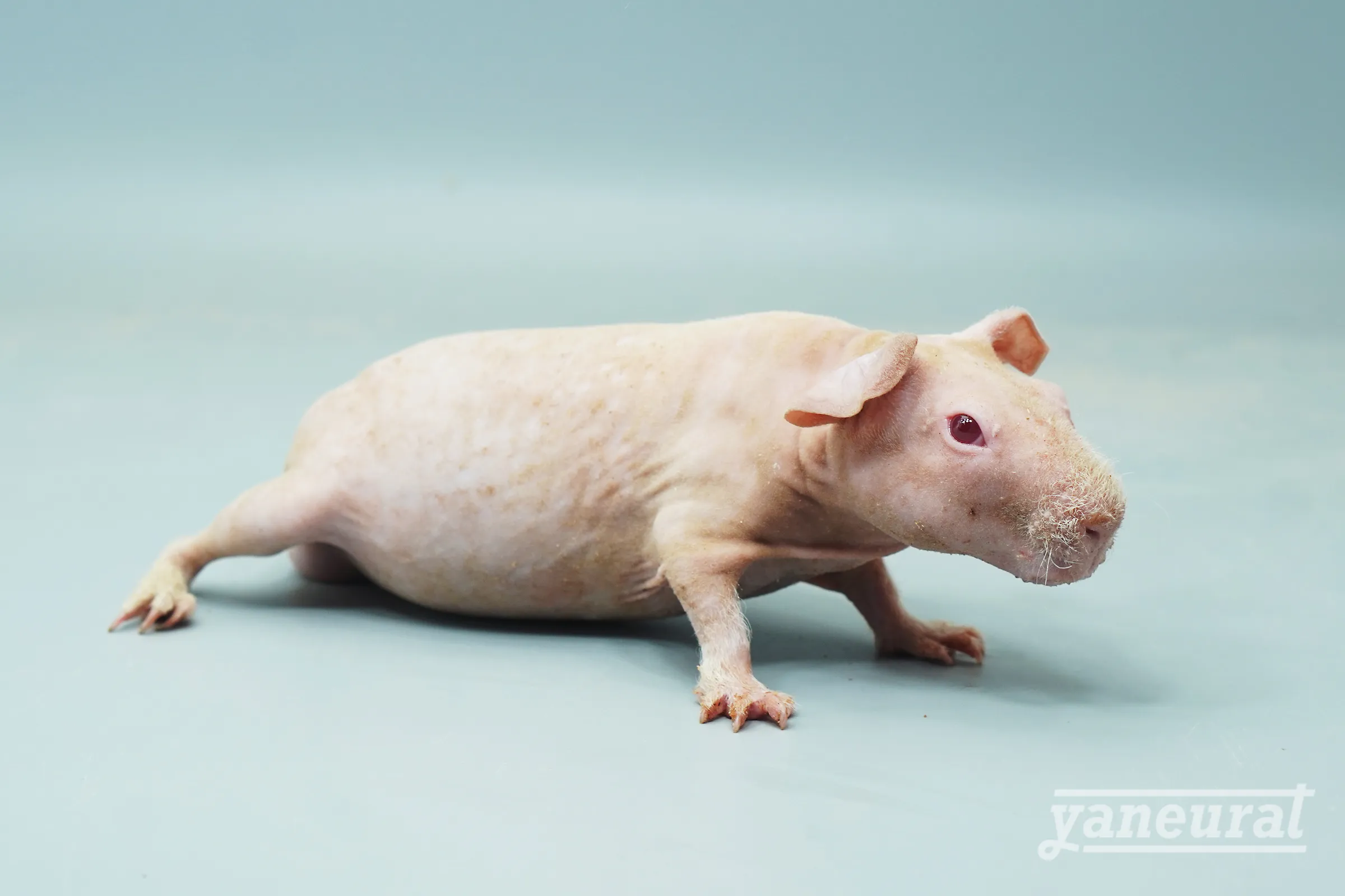 【r02691】スキニーギニアピッグ アルビノ 01