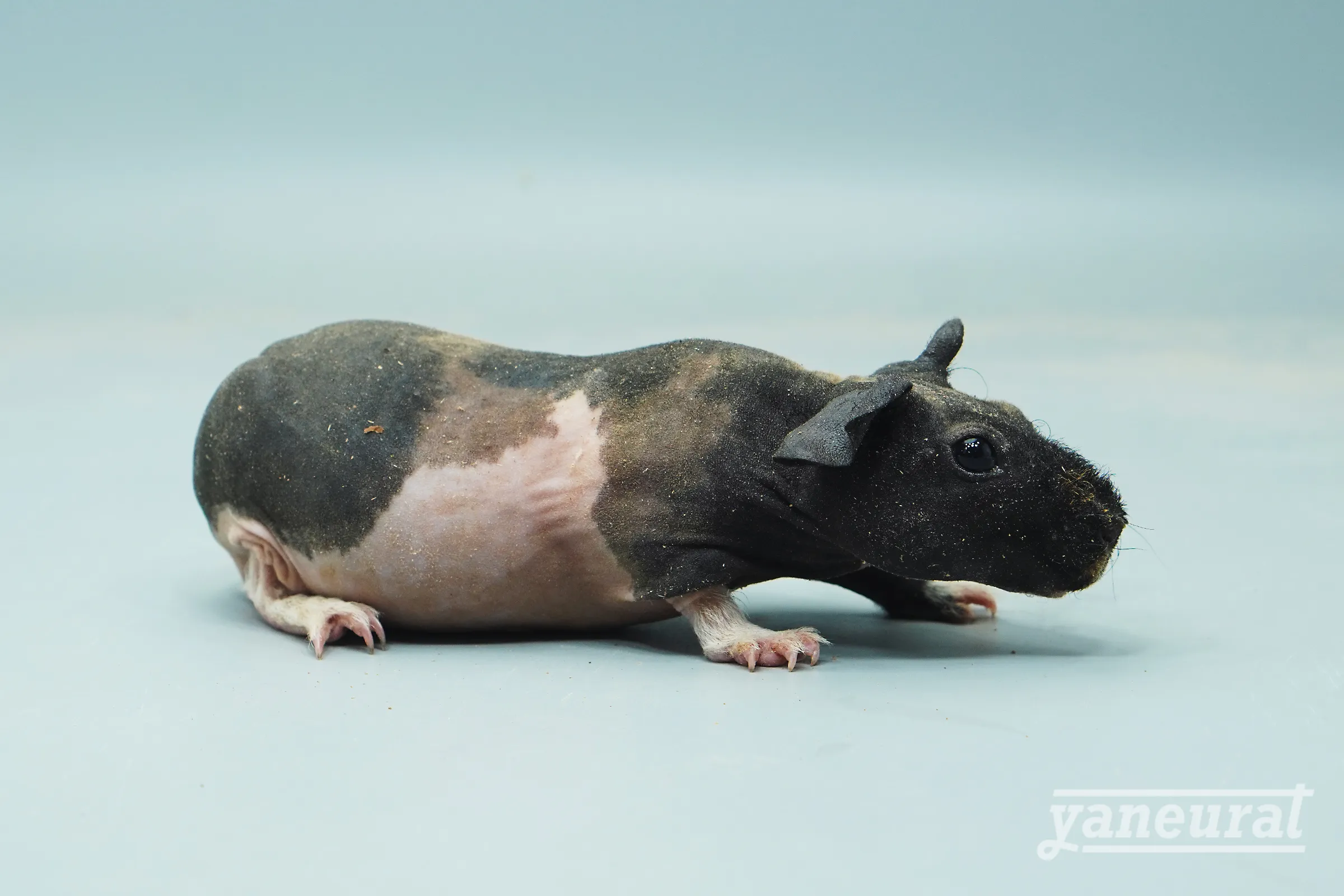 【r02702】スキニーギニアピッグ トライカラー 01