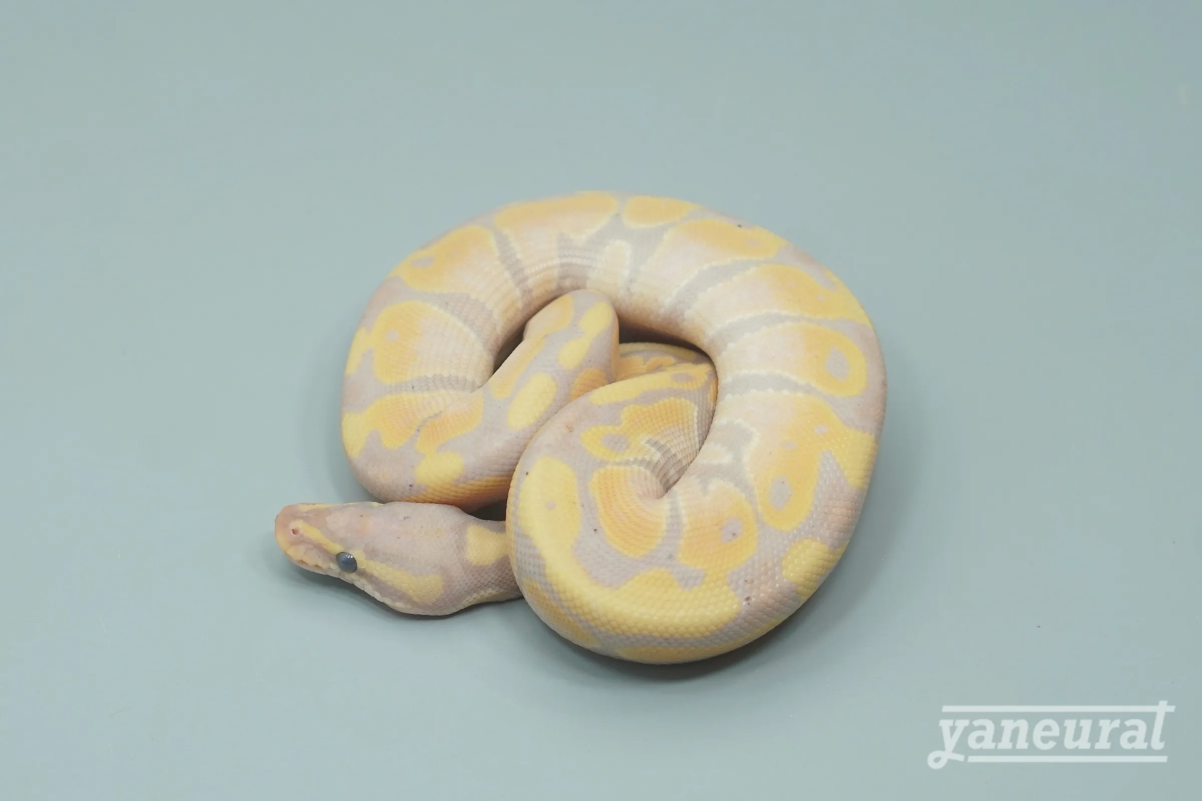 【s12781】ボールパイソン バナナ 01