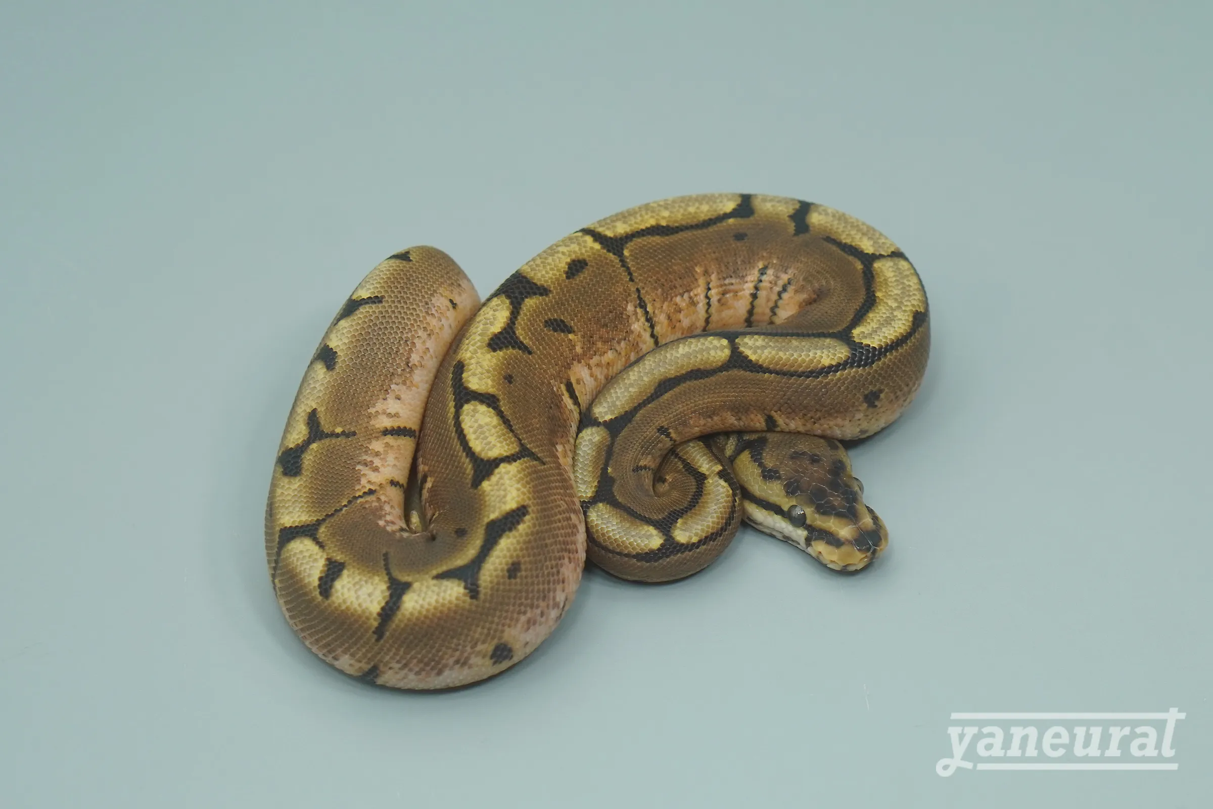 【s13402】ボールパイソン スパイダー 01