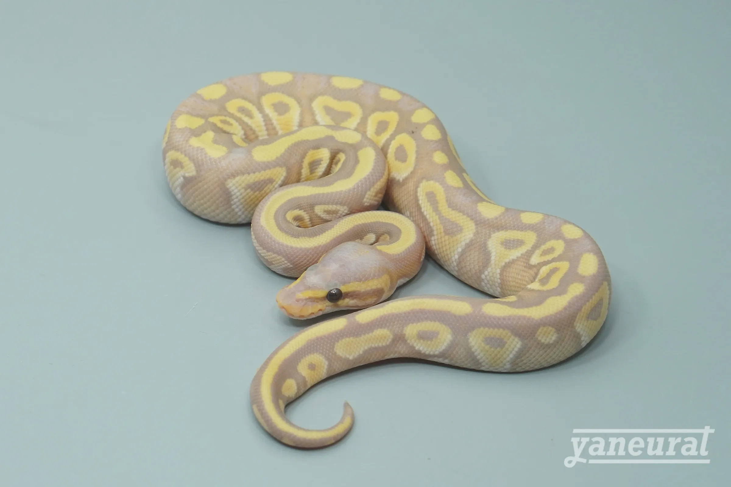 【s13411】ボールパイソン バナナモハベpossファイア 01