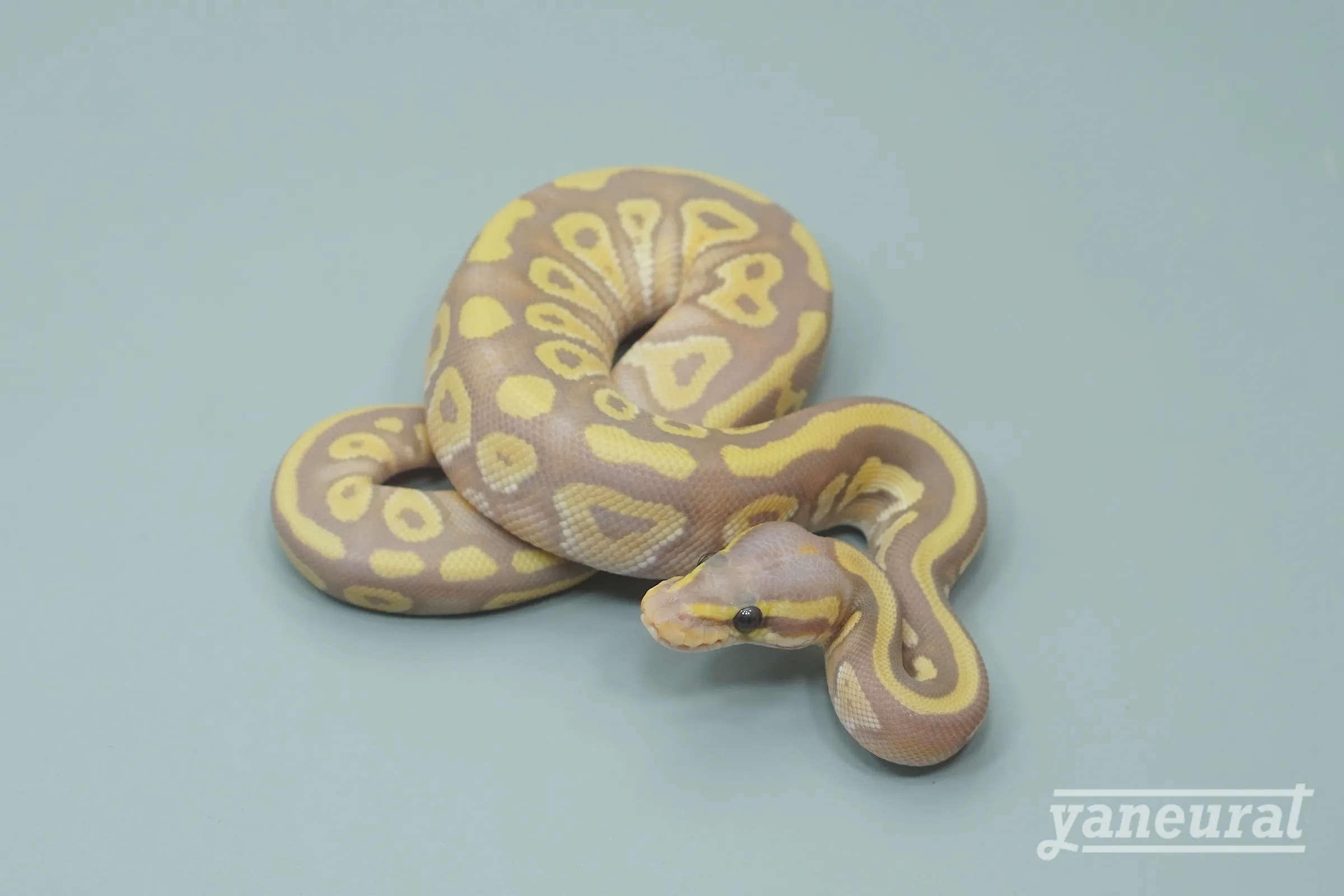 【s13421】ボールパイソン バナナモハベpossファイア 01