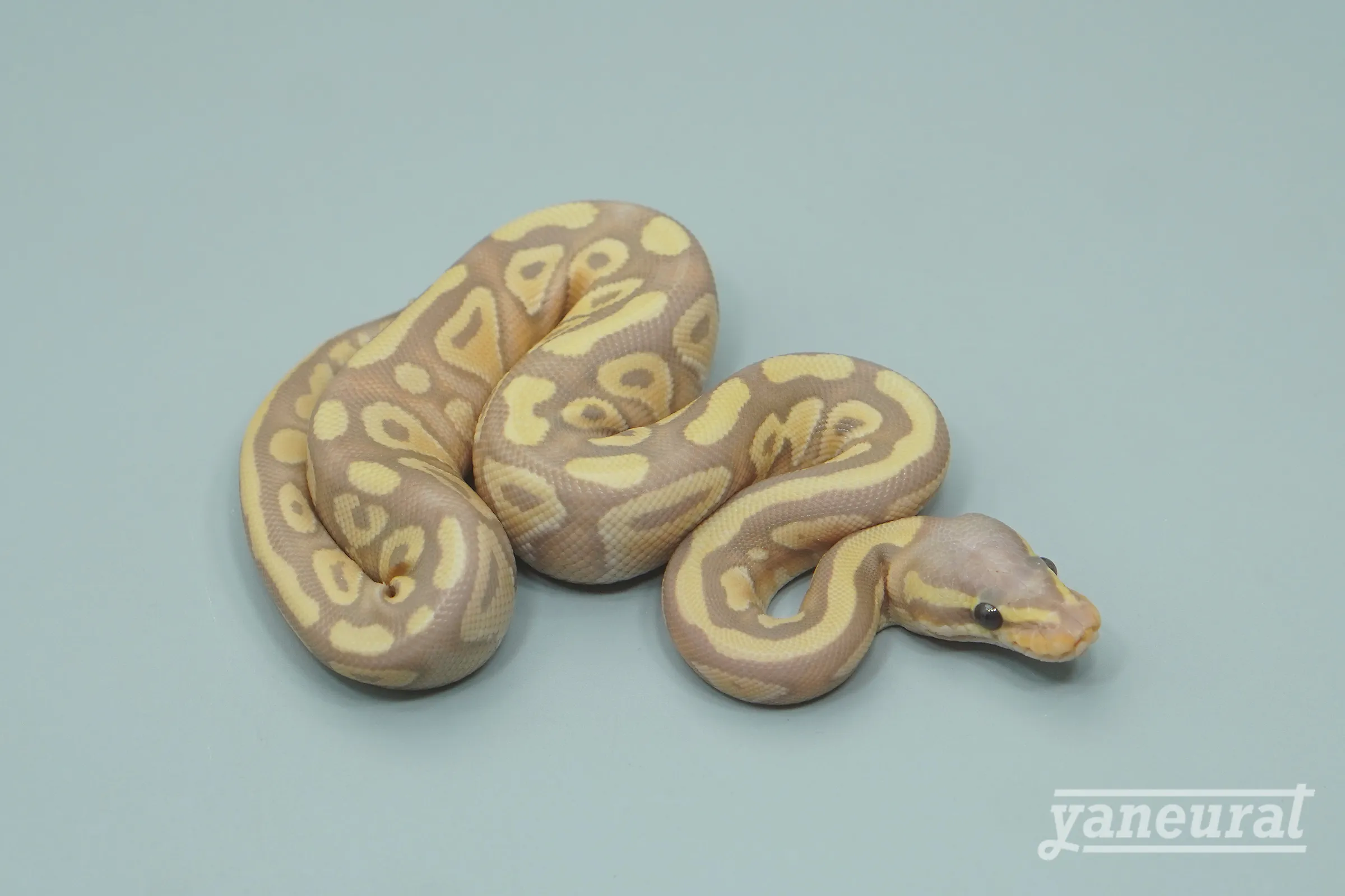 【s13431】ボールパイソン バナナモハベpossファイア 01