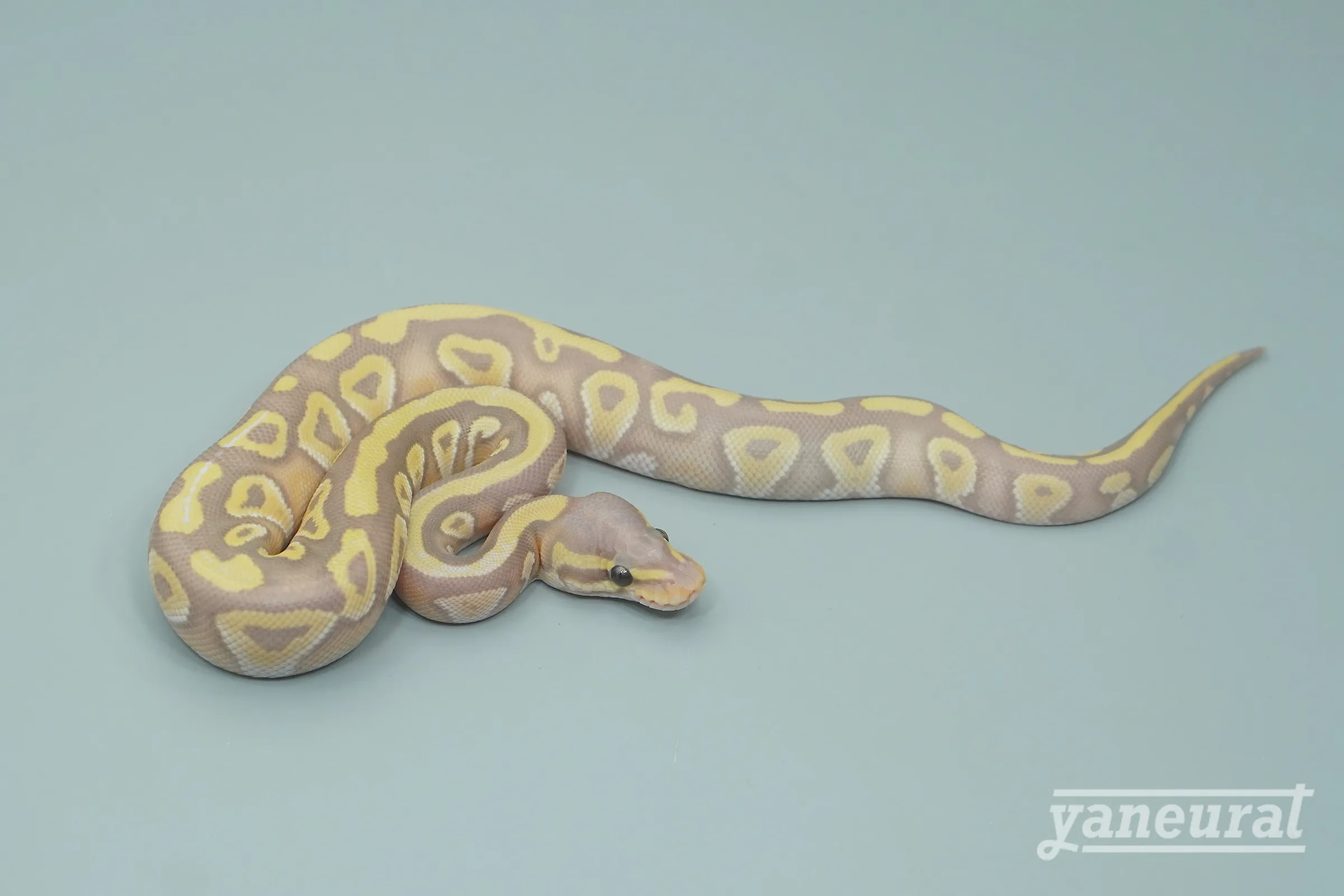 【s13441】ボールパイソン バナナモハベpossファイア 01