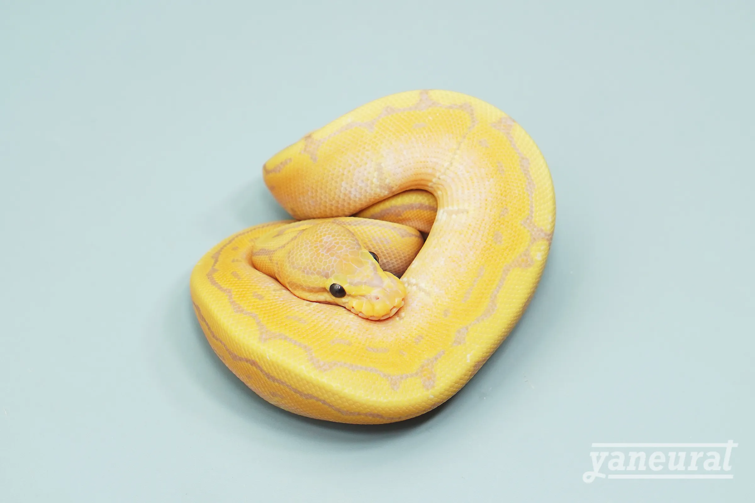 【s13451】ボールパイソン バナナピンストライプpossファイア 01