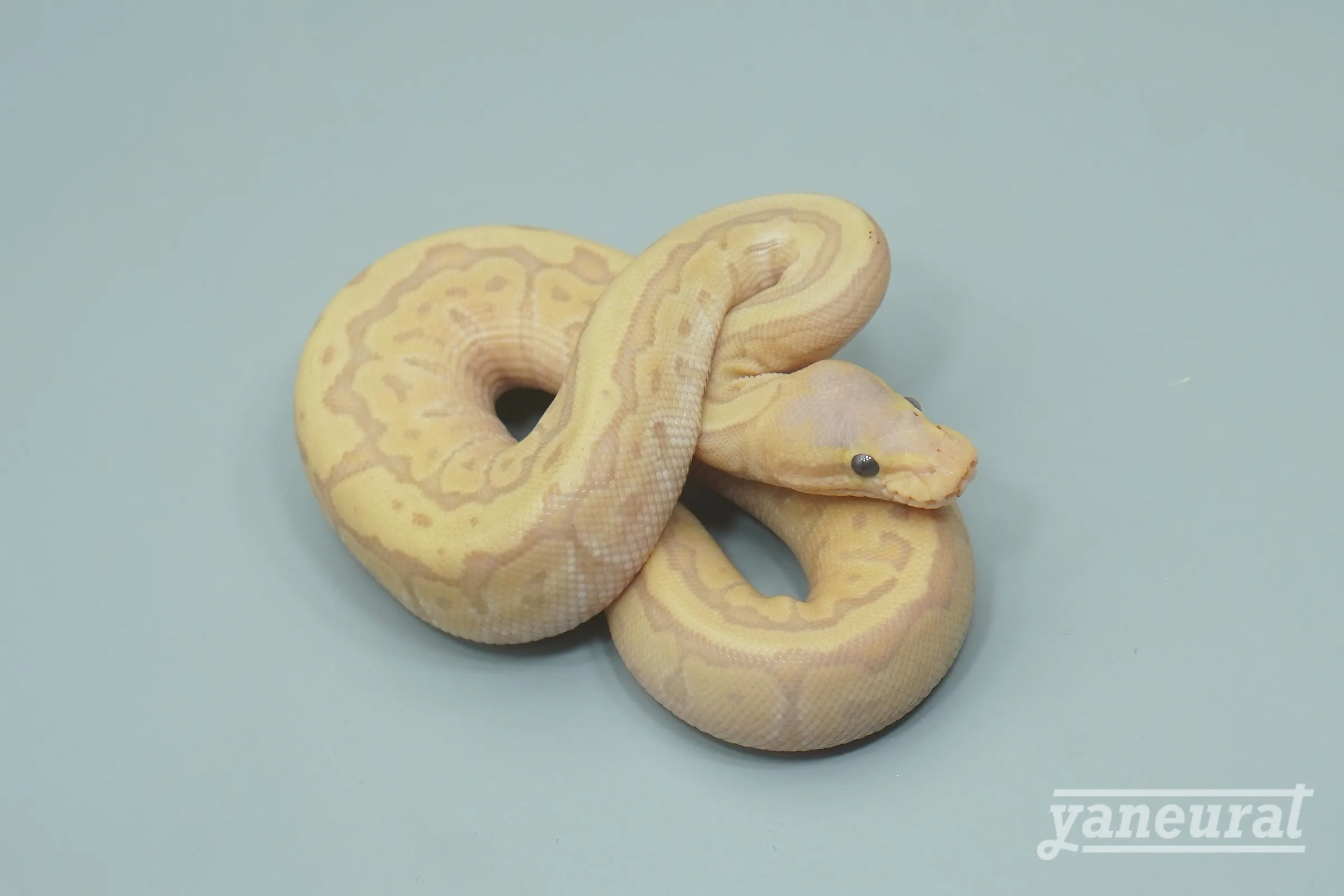 【s13461】ボールパイソン バナナジグソーpossファイア 01