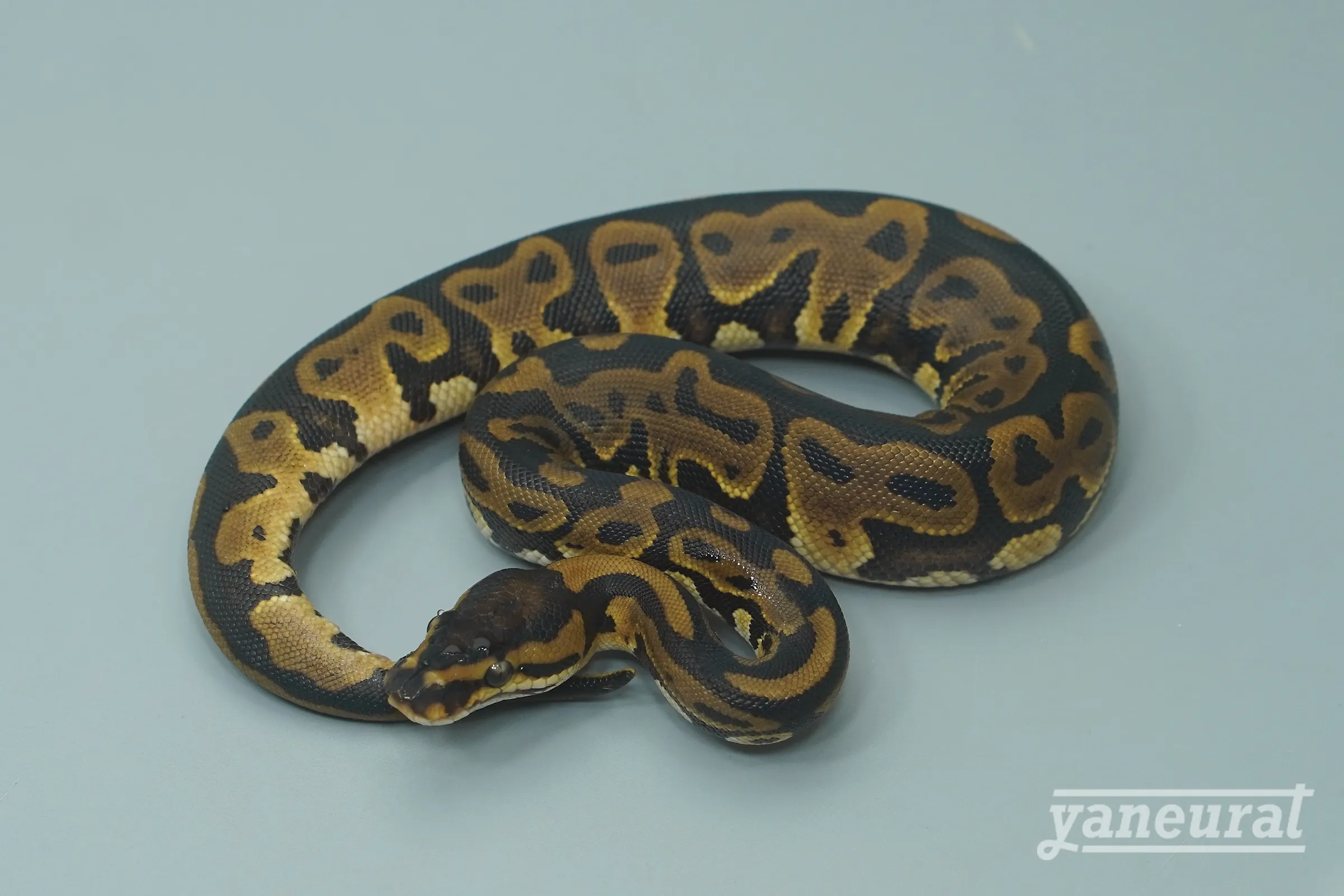 【s13522】ボールパイソン レオパードhet.ウルトラメル 66%possクラウン 01