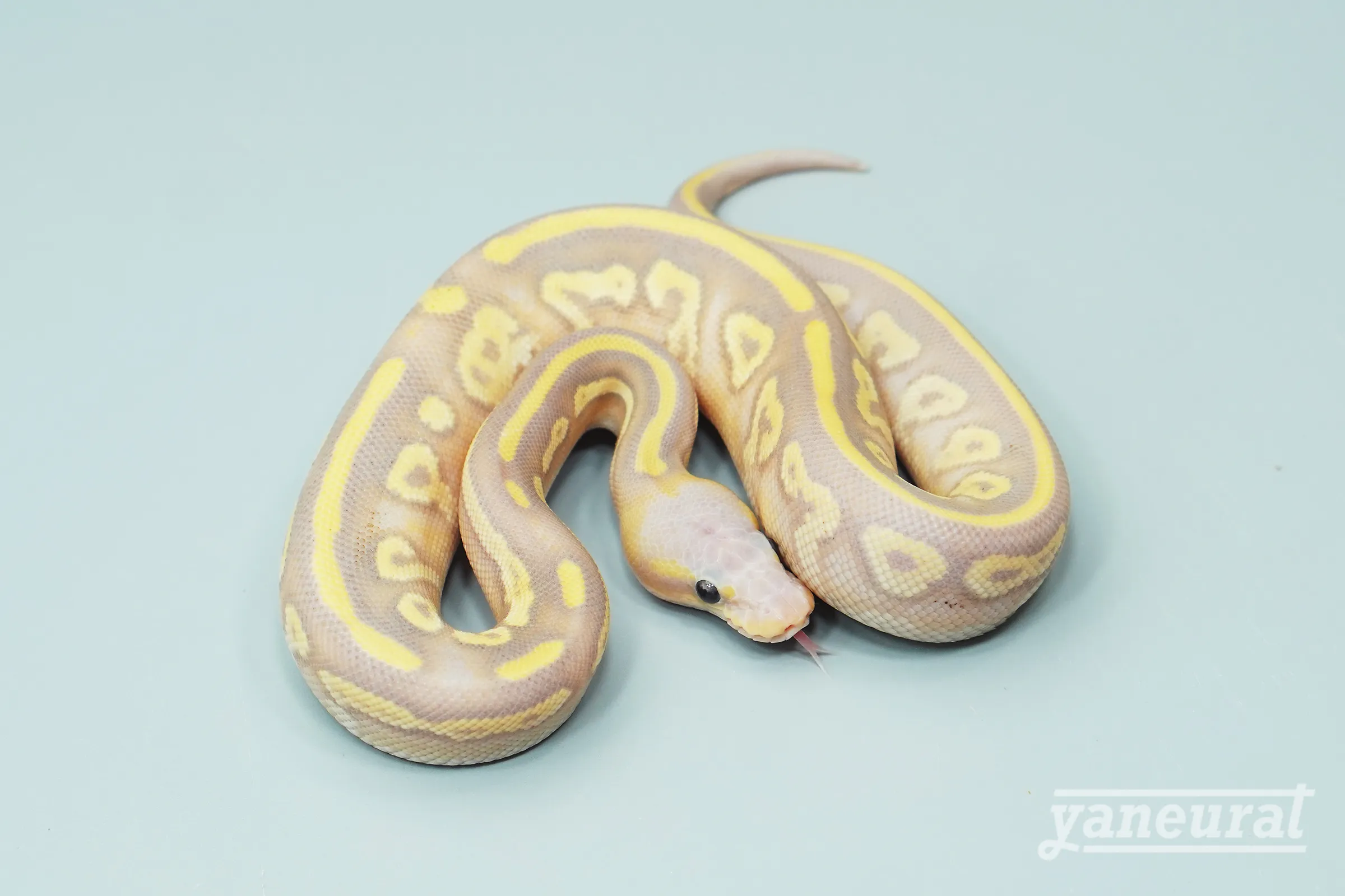 【s13542】ボールパイソン バナナブラックポーション 01