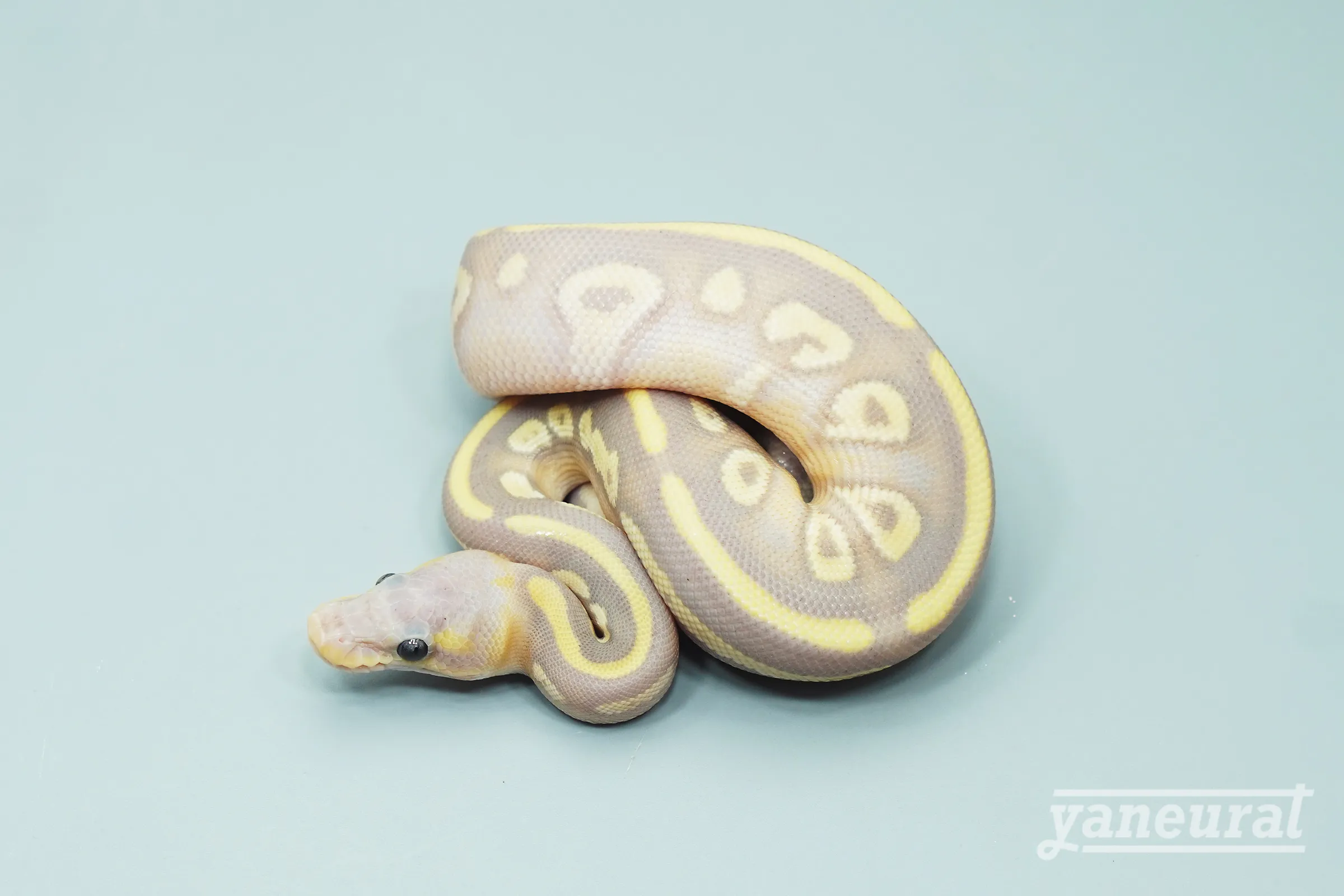 【s13552】ボールパイソン バナナブラックポーション 01