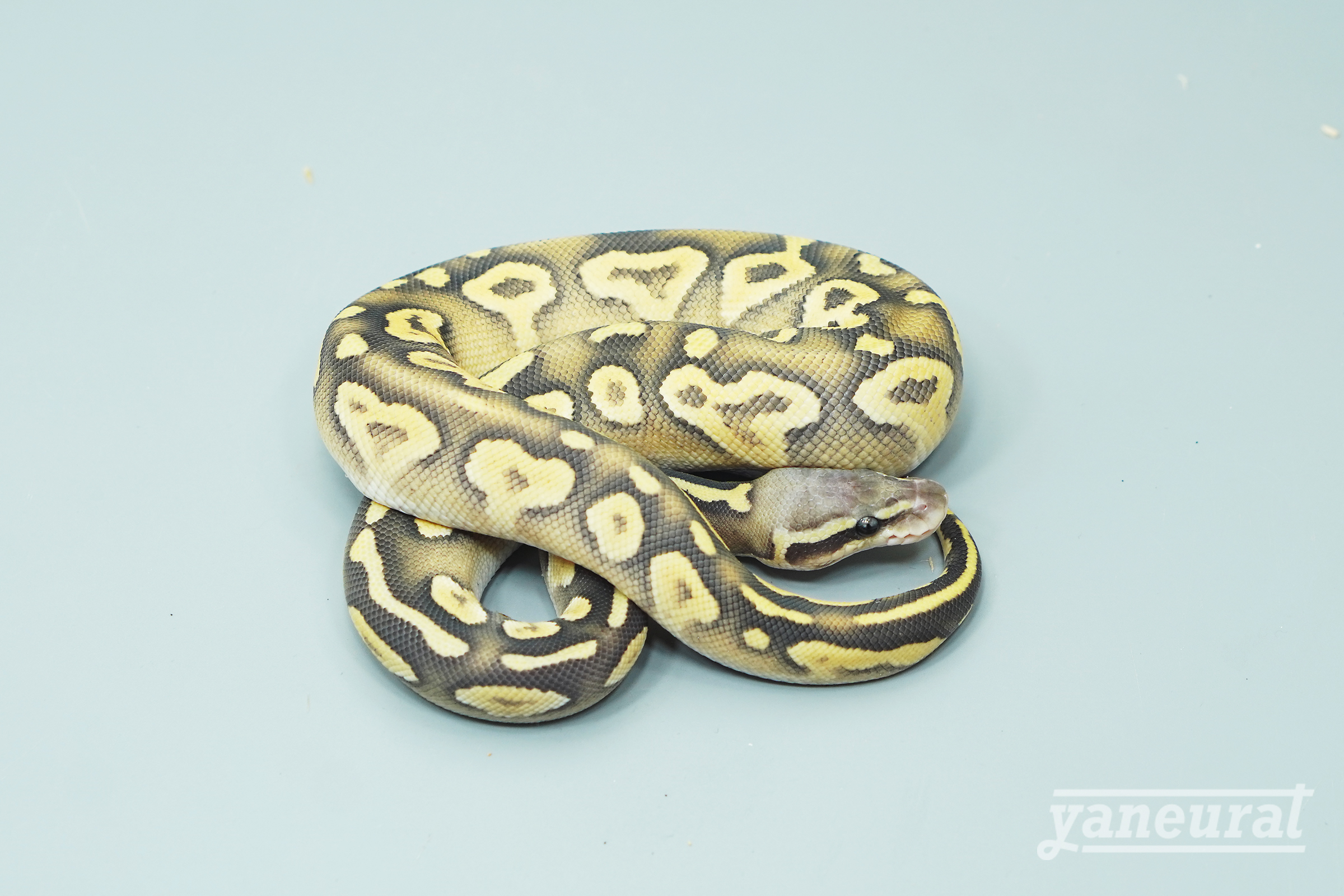 【s13572】ボールパイソン パスタべゴースト 01