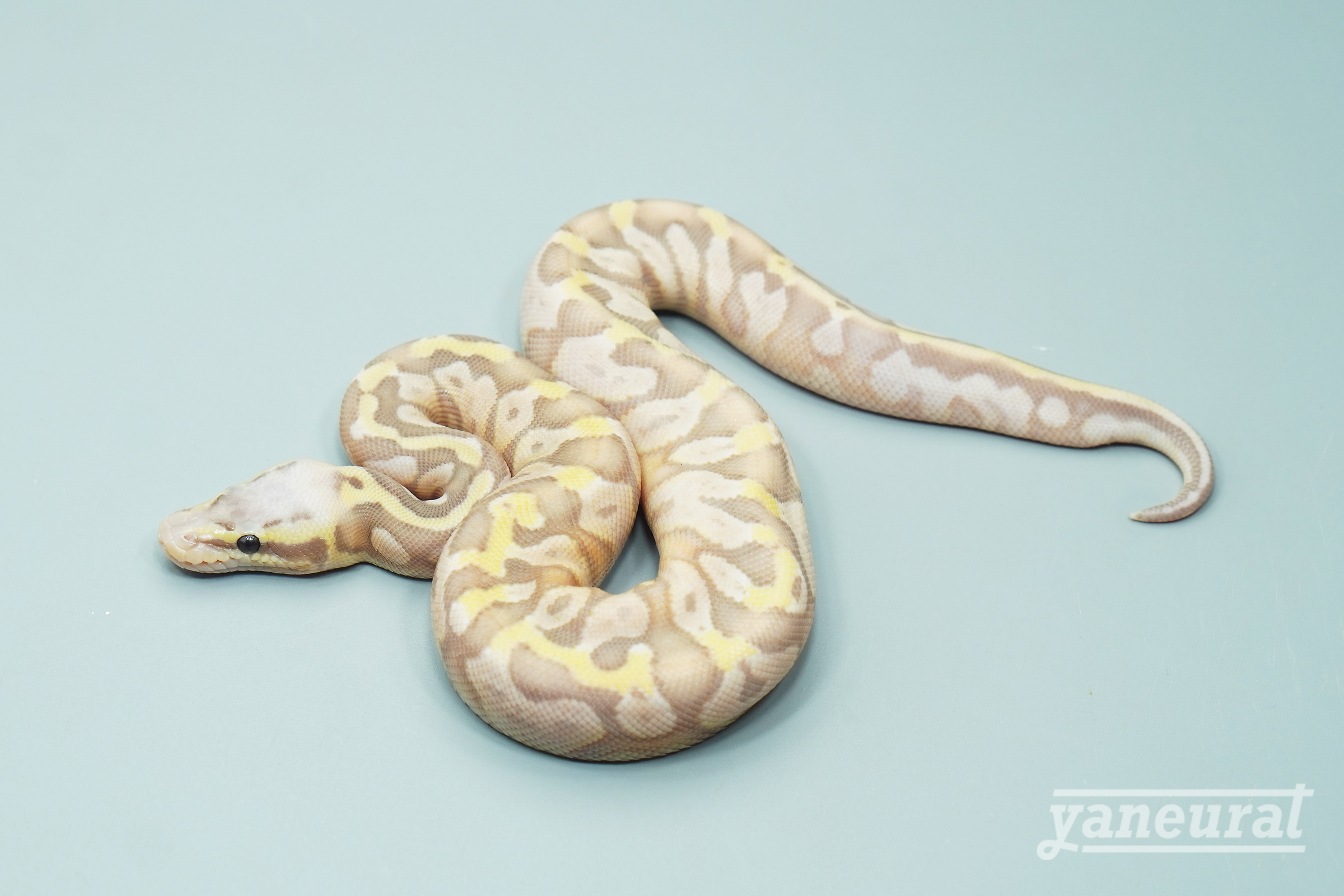 【s13611】ボールパイソン パステルバナナpossHRA 01